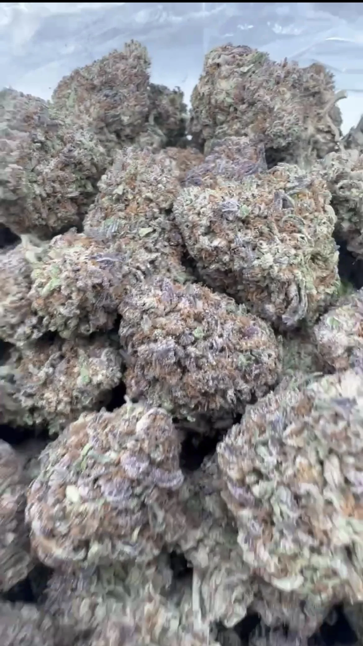 Pink nerdz 650-1.jpg