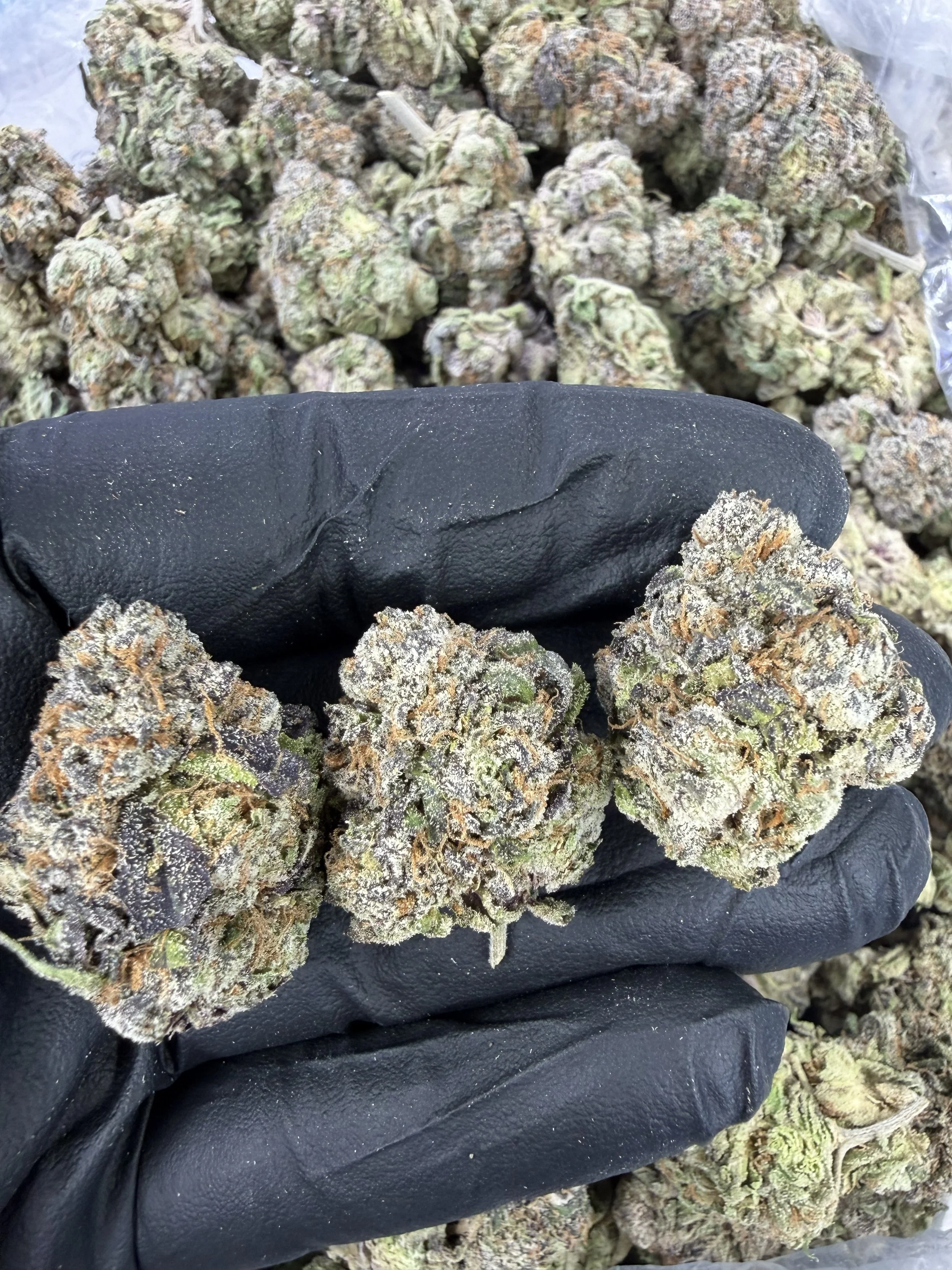 Bubblegum gelato 900-1.jpg