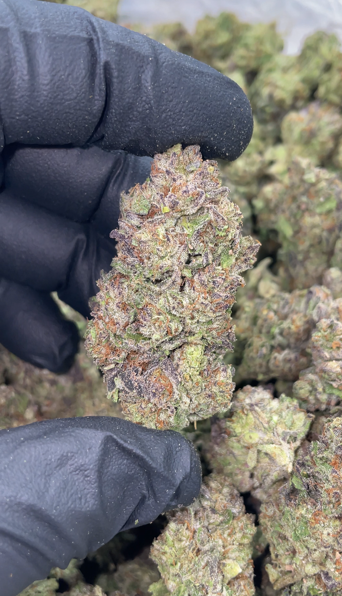 Cherry Popperz