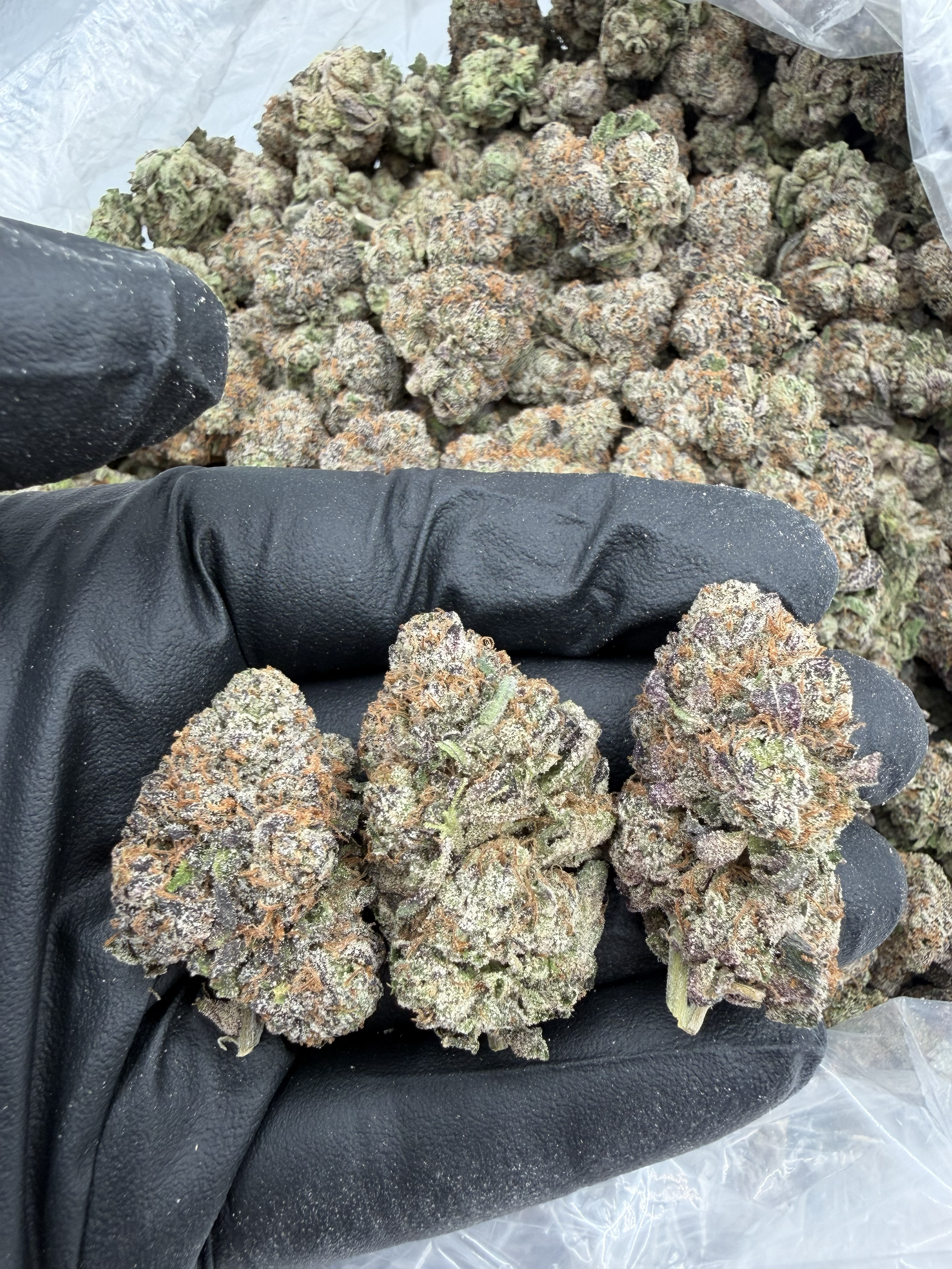 White cherry gelato 1000-1.webp