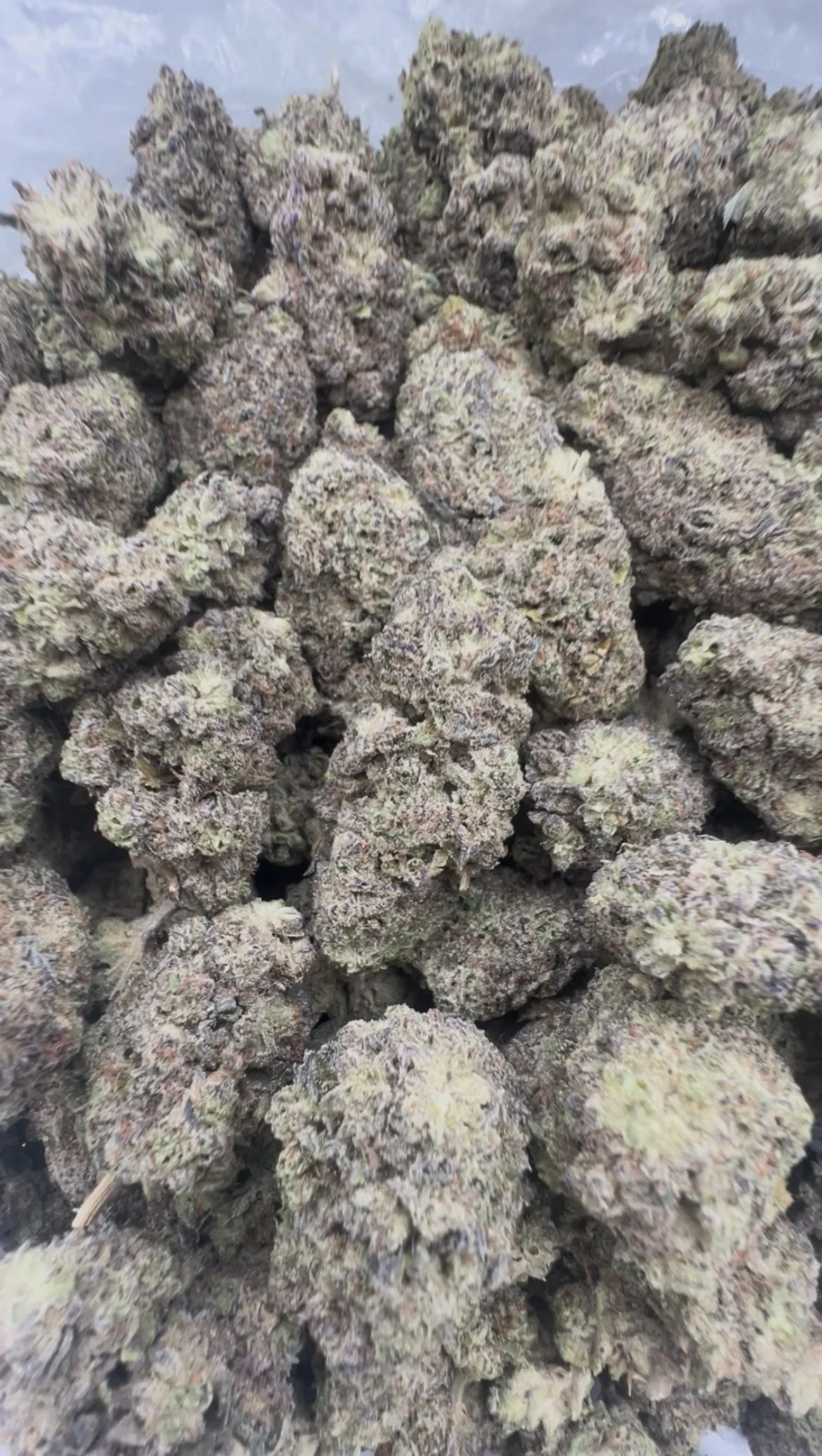 Modified grapes 650-1.jpg