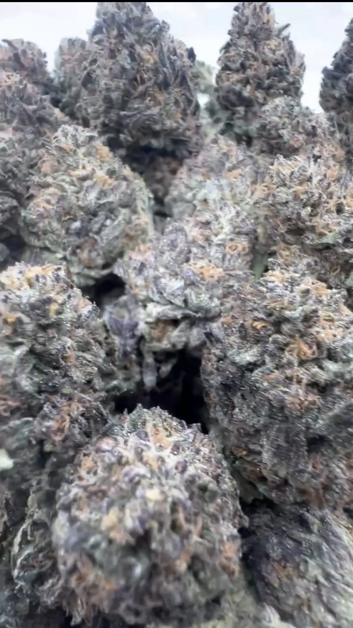 Black dhalia 650-1.jpg