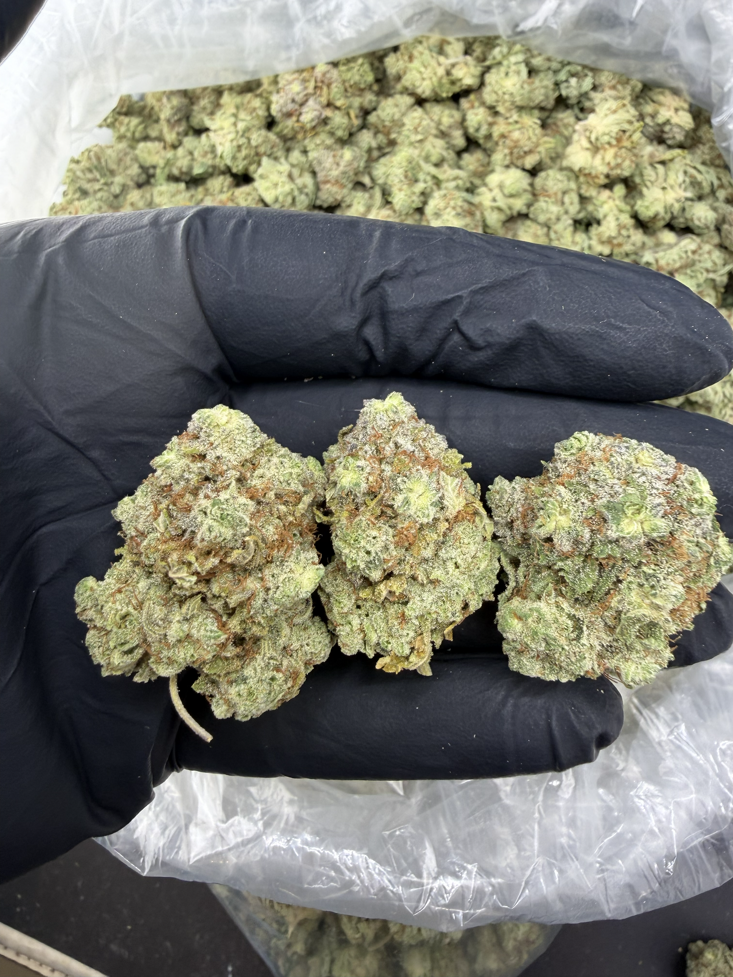 Gorilla Glue 850-1.png