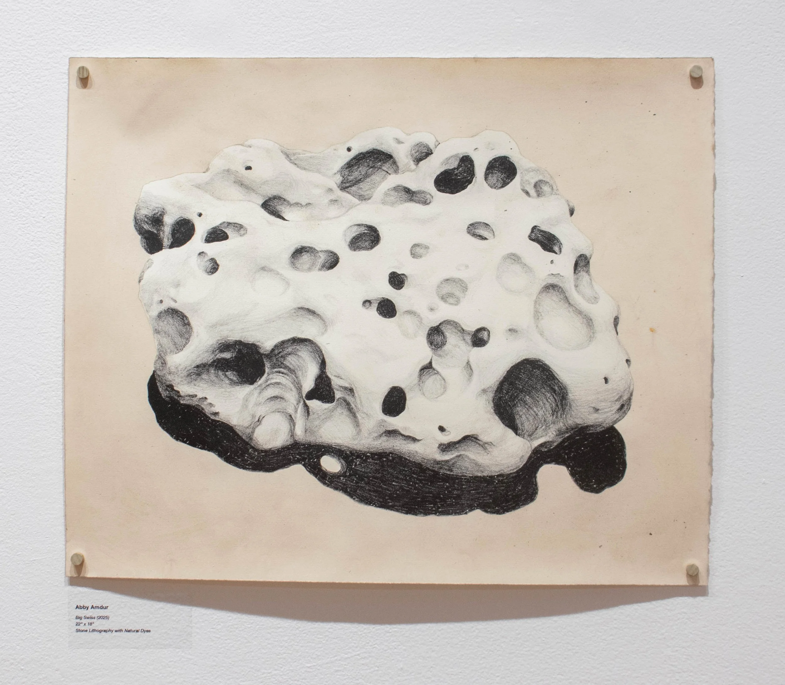 "Big Swiss", 22 x 18 in, Stone Lithography with Natural Dyes