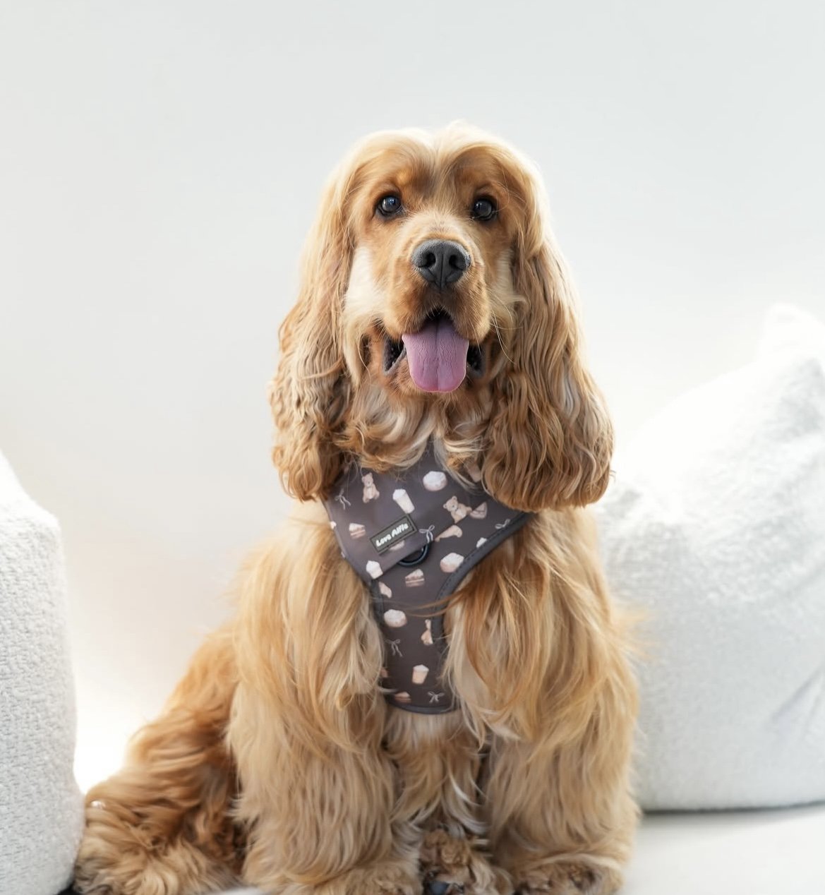Love Alfie | Dog Harnesses