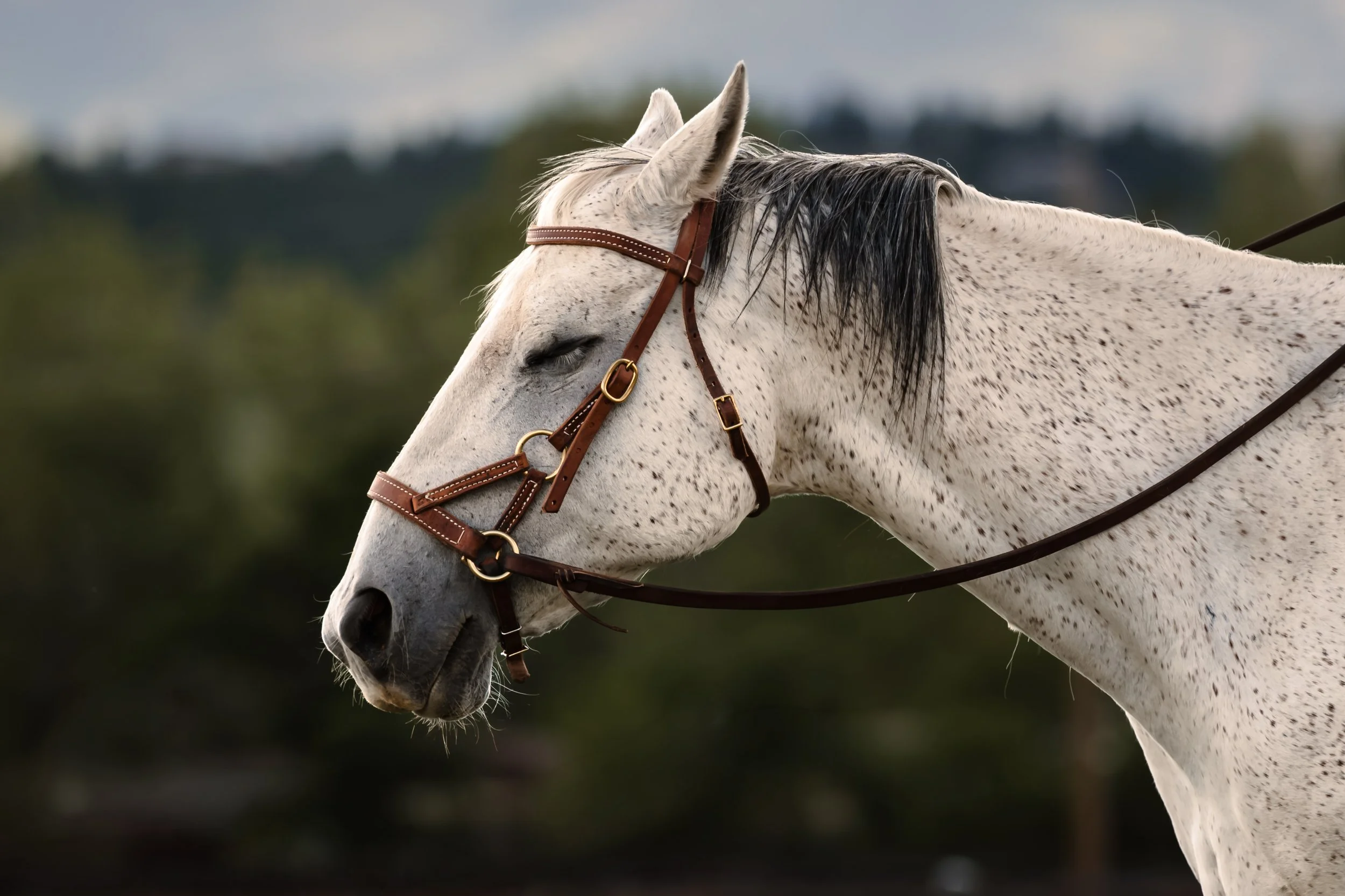 A white horse with brown speckles closes its eyes.