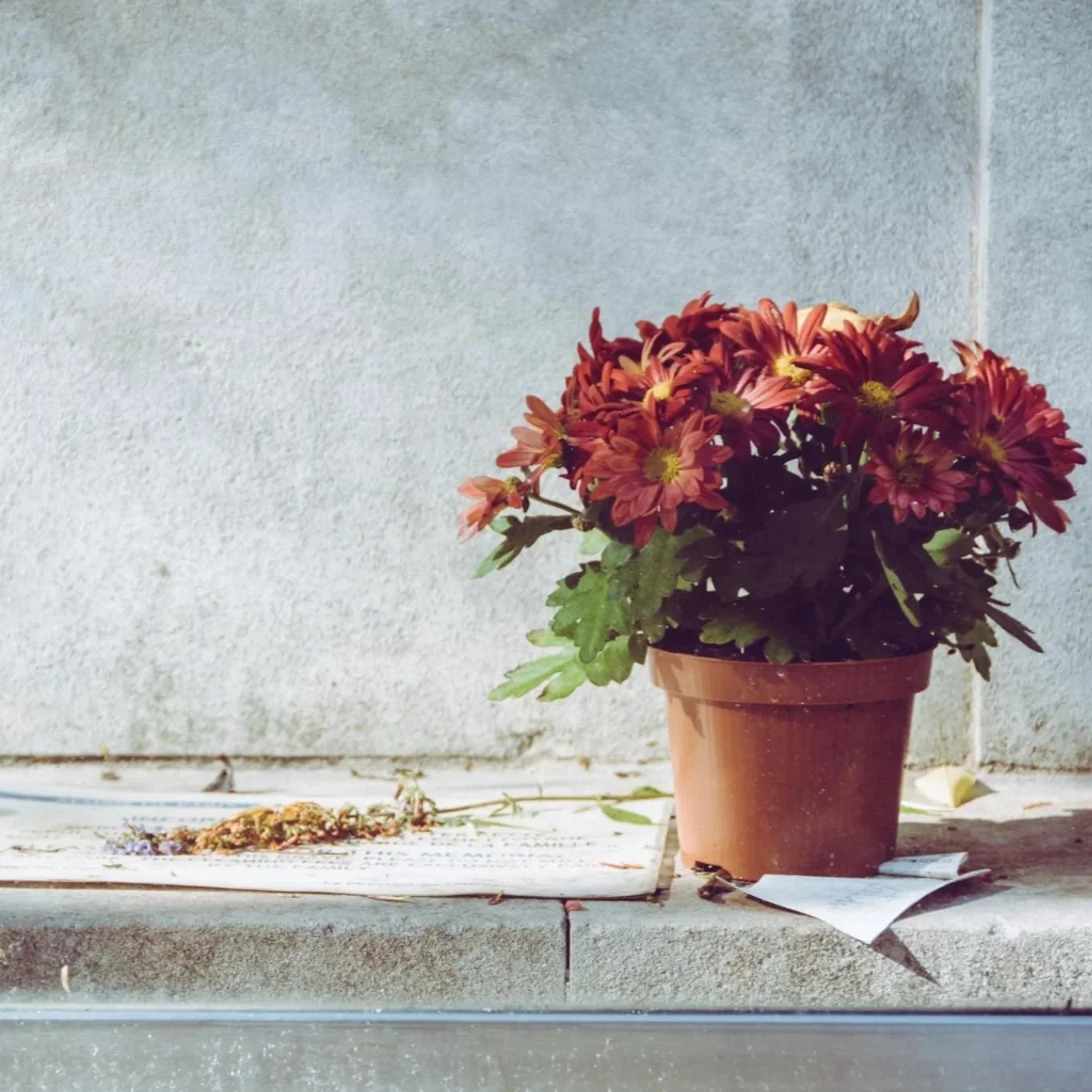 Deep Life Reflections: Friday Five