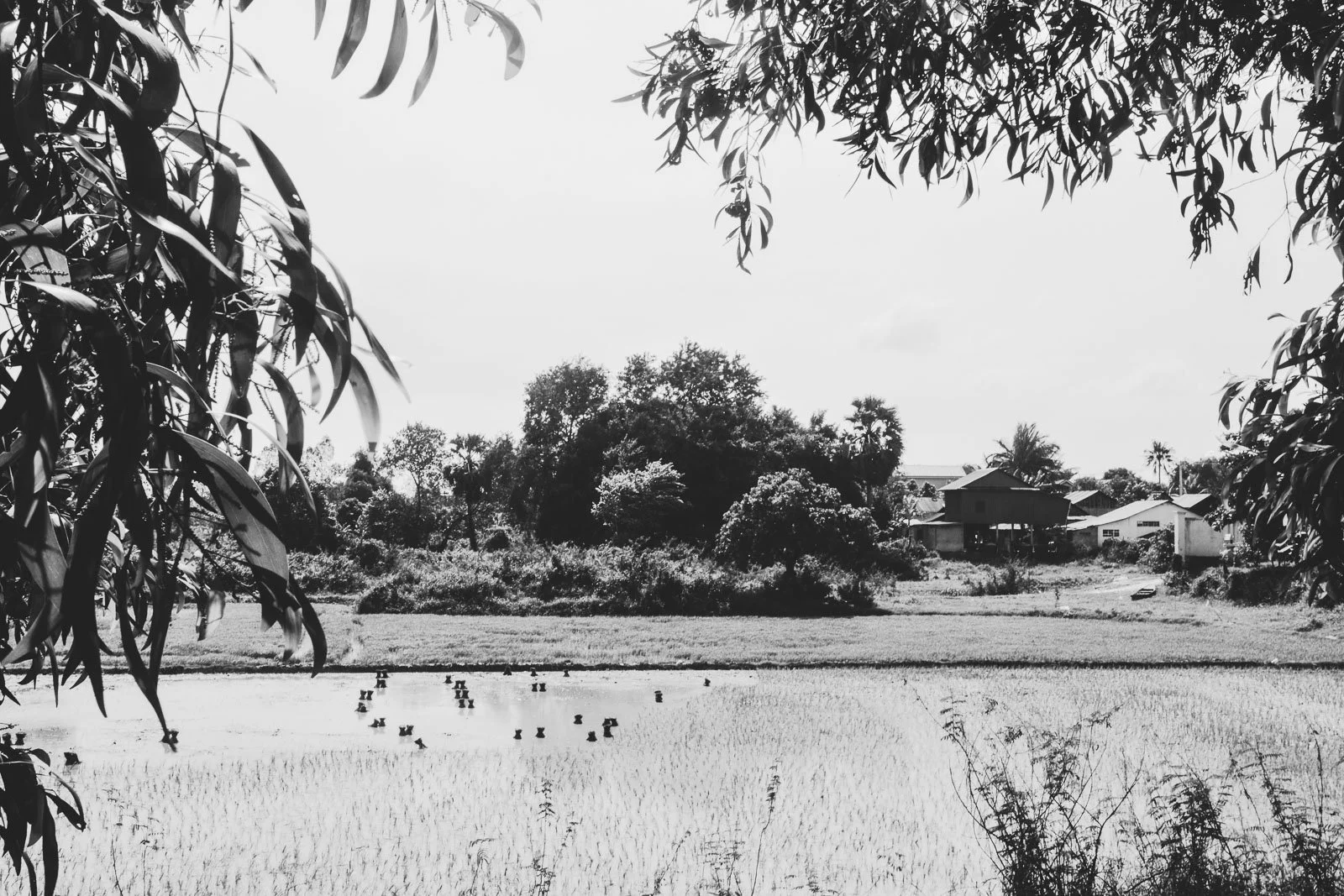 Killing Fields-10.jpg