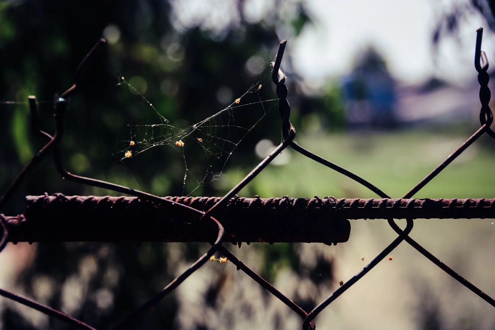 Killing Fields-11.jpg