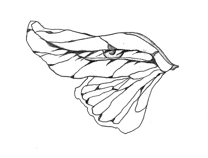 Flash tattoo design by Maria Oldecop