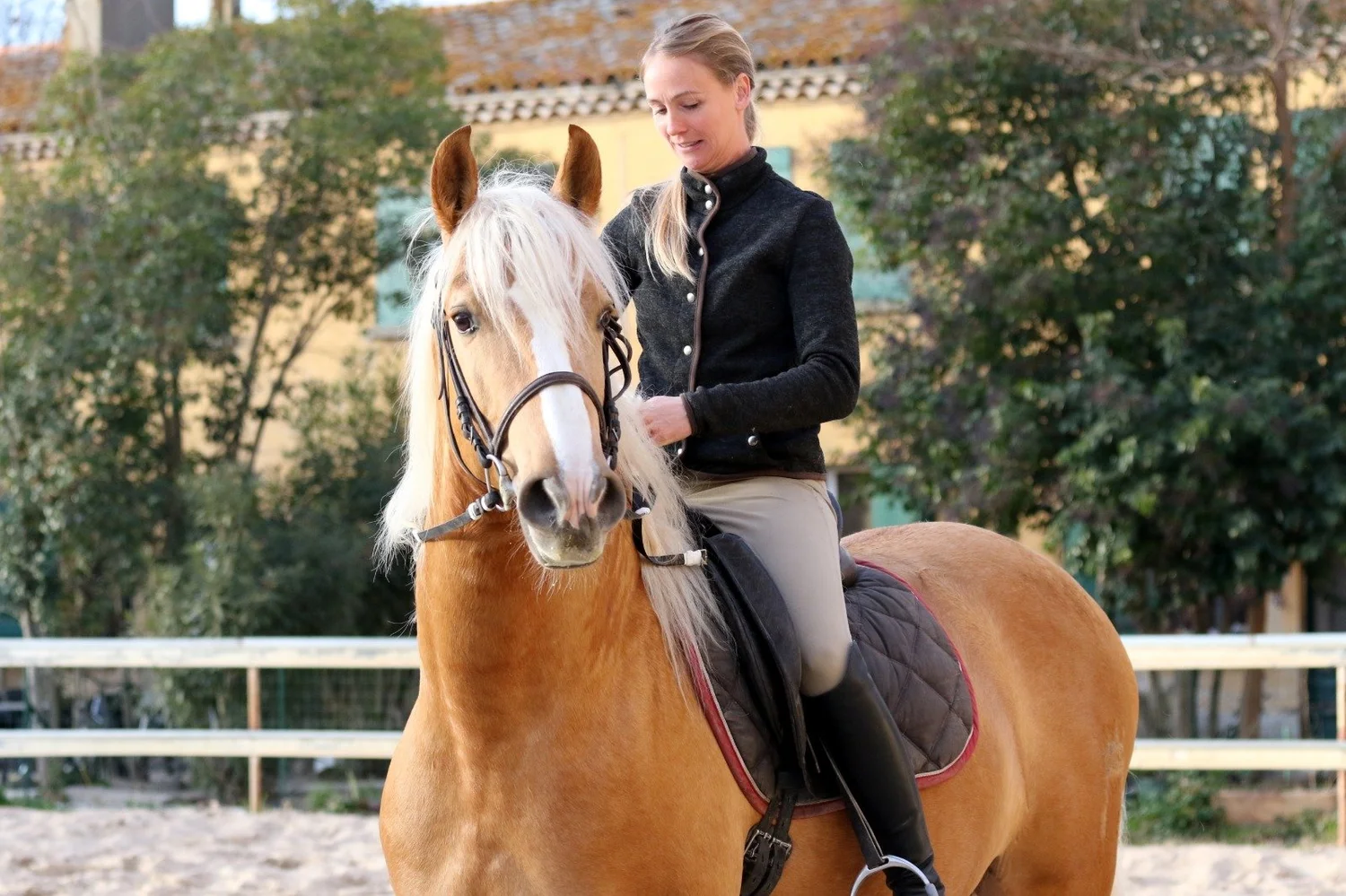 Horses For Sale with Classical Training — Pippa Callanan