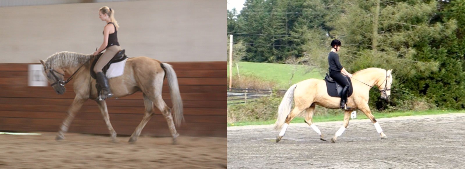 Legacy-trot-before-and-after.jpg