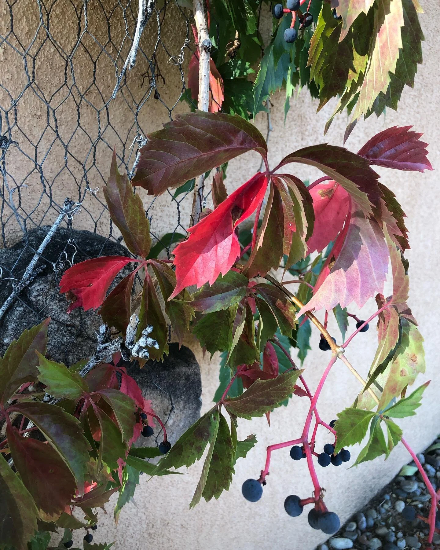 Glimpses of Autumn! Sharing Santa Fe&hellip;
#thecitydifferent #newmexico  #morningwalk #movement