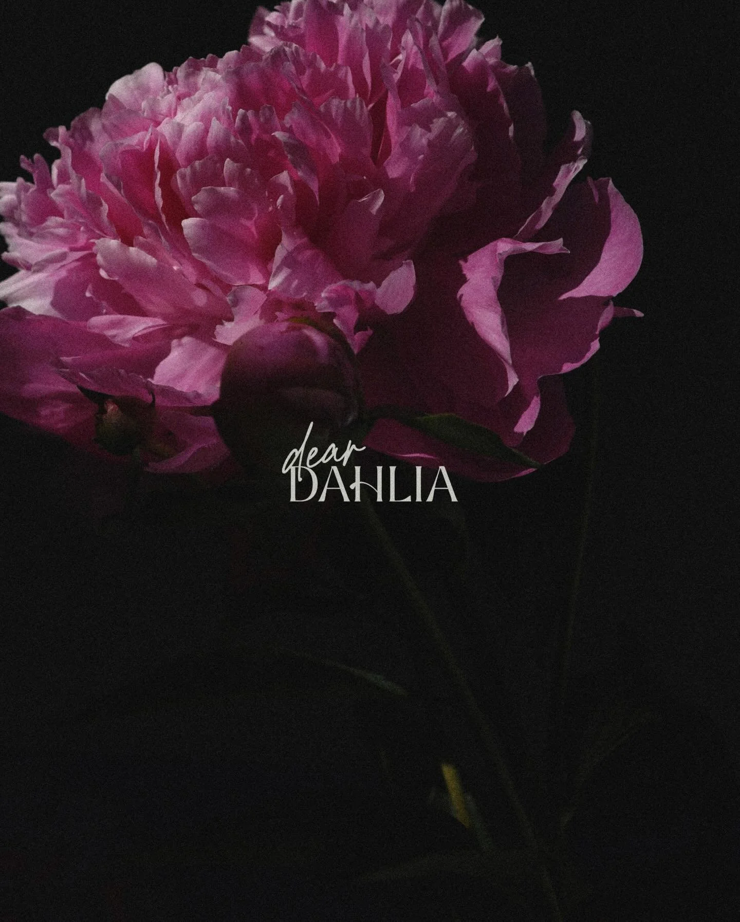 Where flowers say what words can&rsquo;t.
-
Dear Dahlia is a flower shop where every bouquet feels like a handwritten letter - thoughtful, personal, and full of feeling. Rooted in deep greens and soft neutrals, it blends natural beauty with quiet int