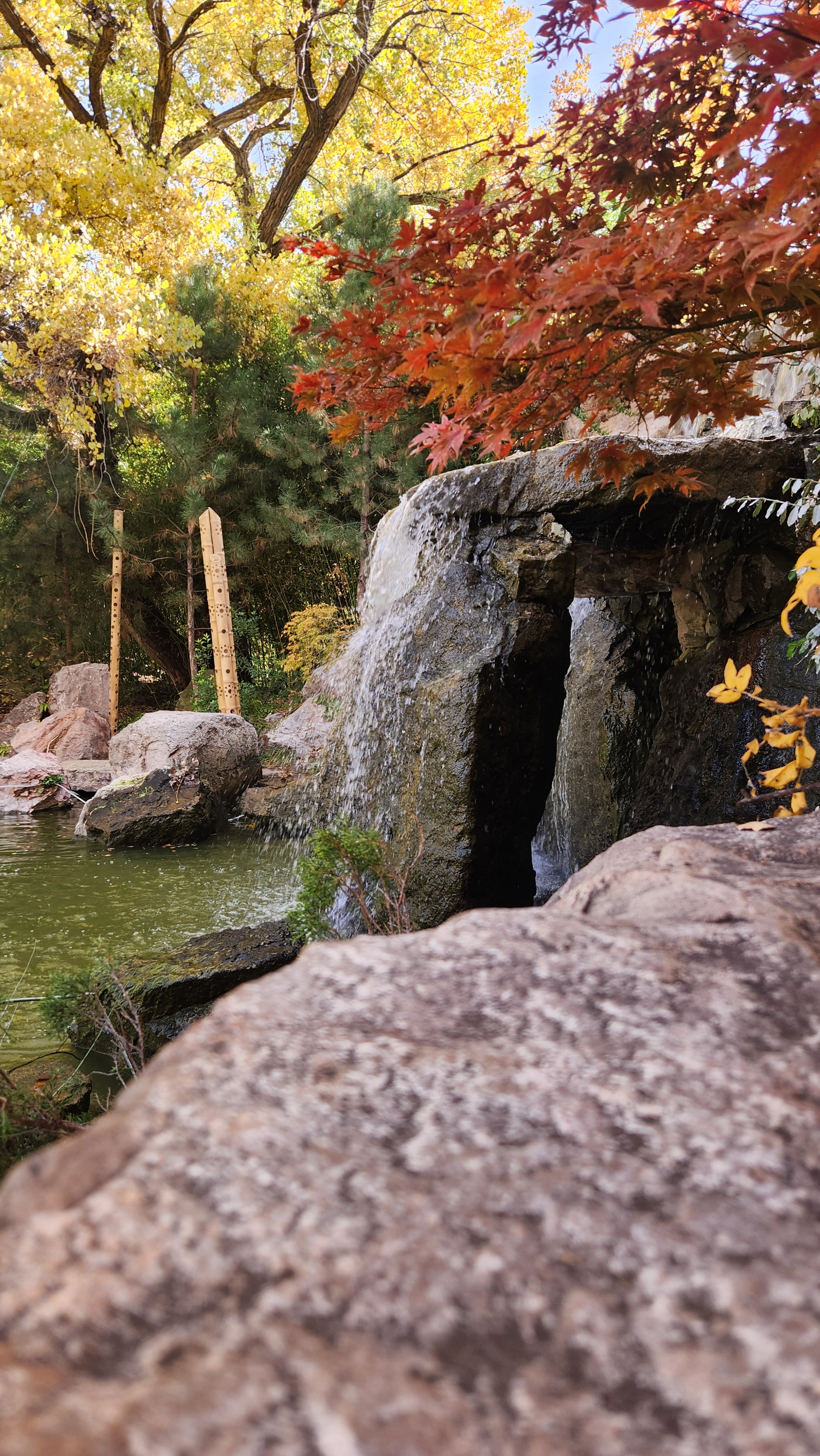 A garden pond with a small waterfall surrounded by rocks, colorful autumn trees, and lush greenery.