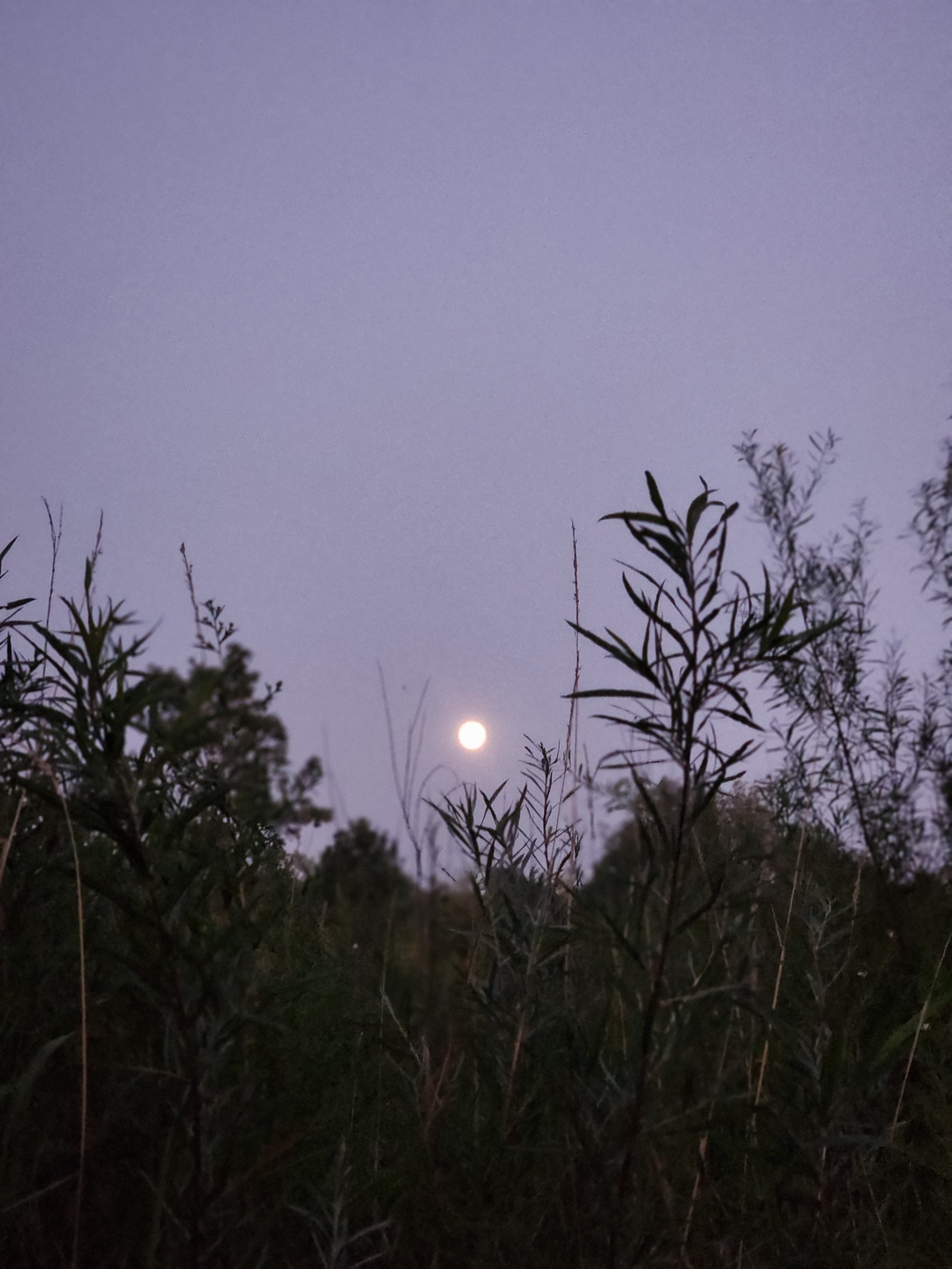 Nighttime scene with a bright full moon in the sky and tall plants or bushes in the foreground.