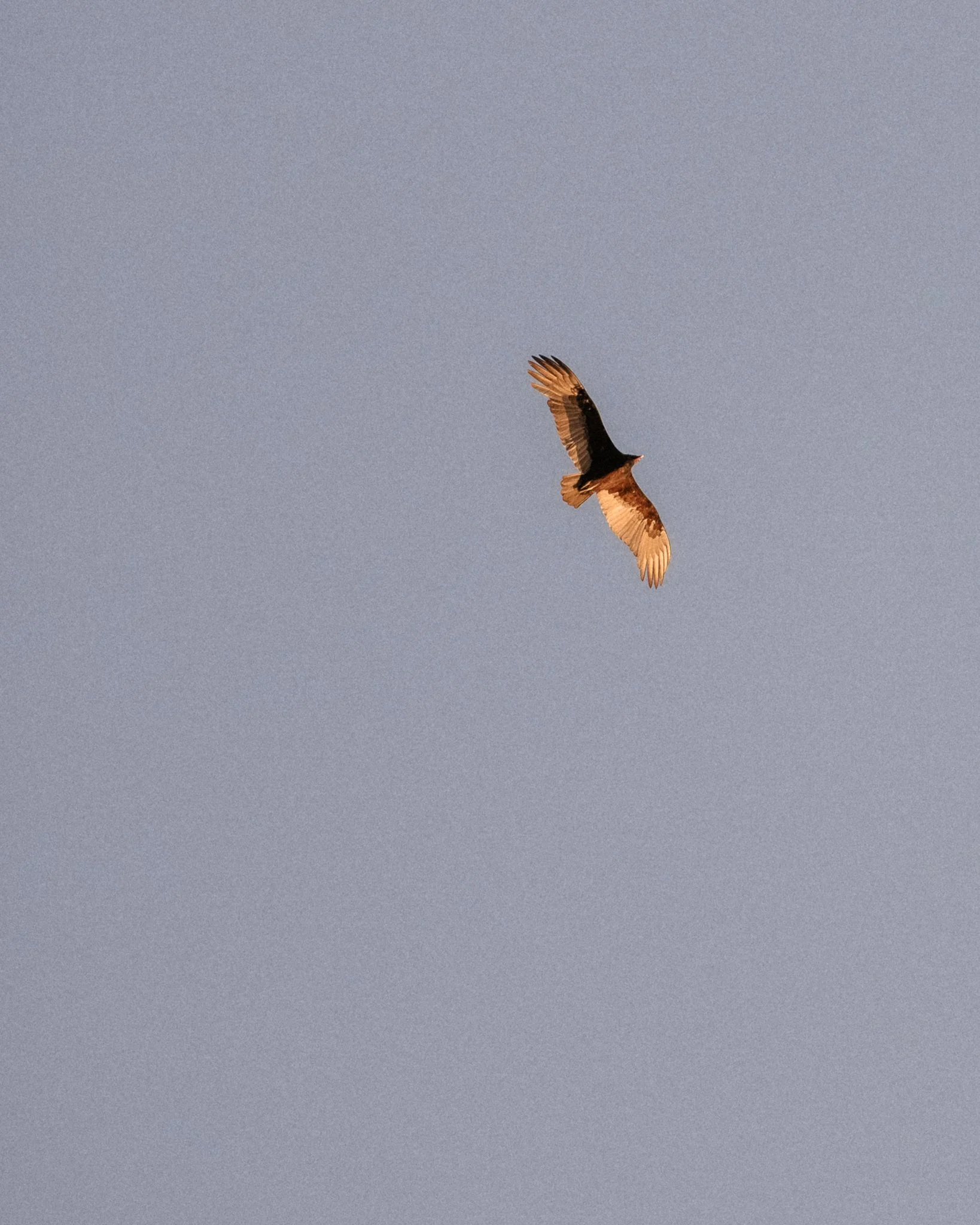 2025-11-20 - Boda Anto & Isaac - 001.jpg