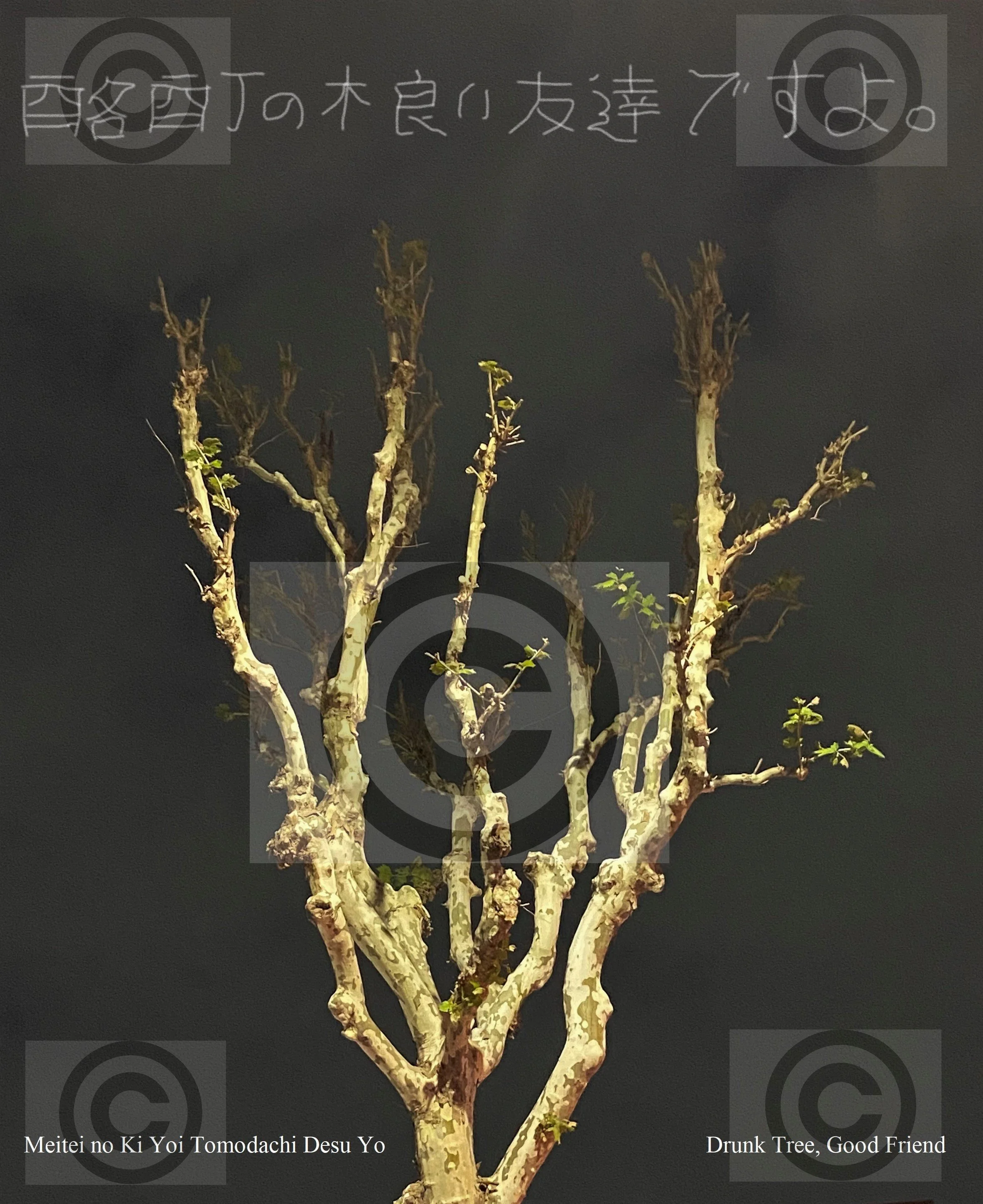 Tree Lines #6 (Drunk Tree, Good Friend)