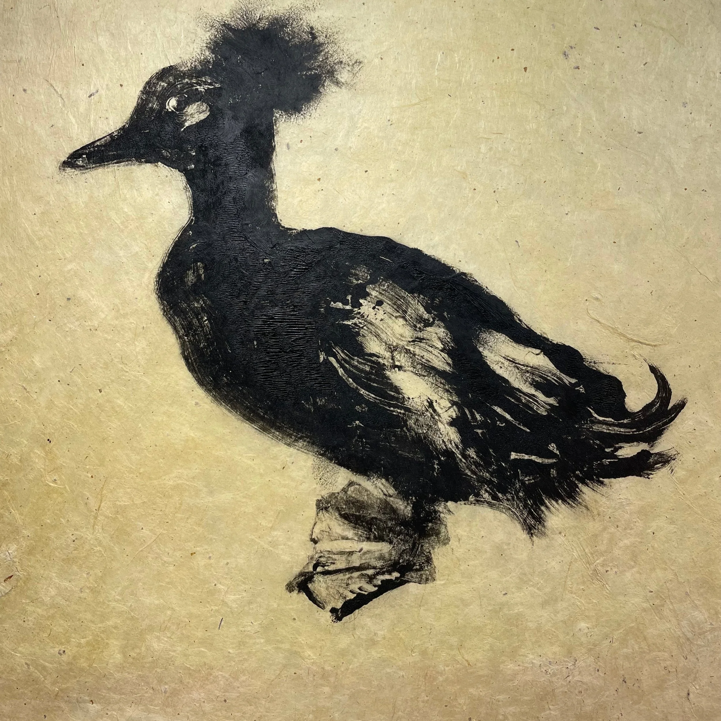 July 8, 2026- It is with deep sadness we acknowledge the passing of Schnabel, a Cayuga duck who arrived to Home Farm via a short stint at the 2025 Dutchess County Fair. 
He acquired almost immediate renown for his outlandish behavior, outspoken quack