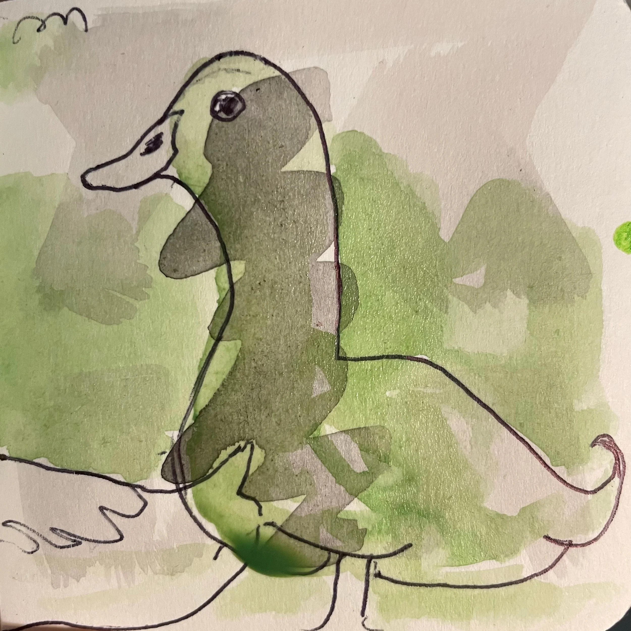 Late last night, one of our beloved Cayuga ducks, Monet, made his final waddle.
American-bred and named after the Indigenous people of northern New York, Cayuga ducks were once prized as hearty meat birds. Monet, however, was raised for a far nobler 