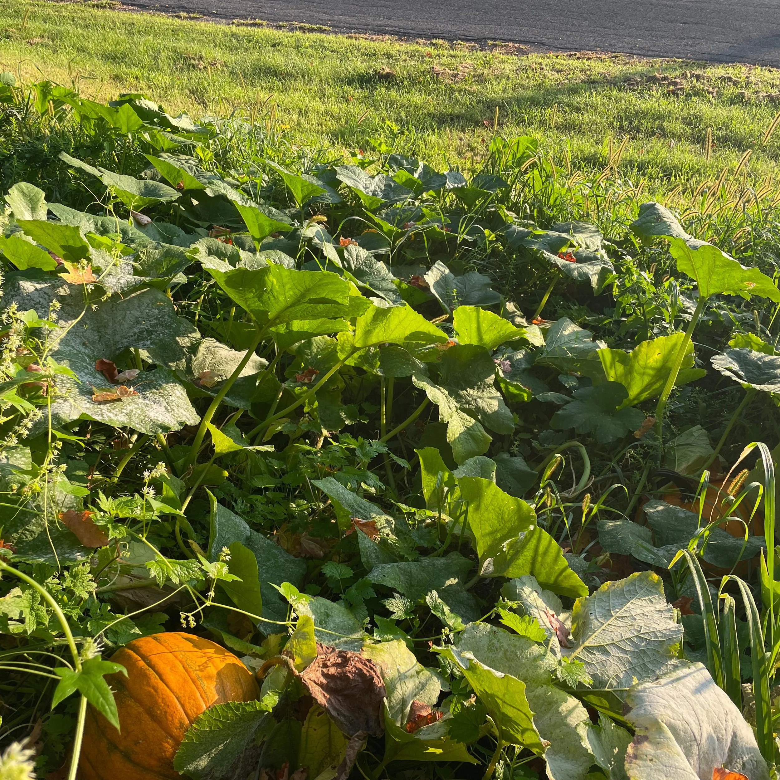 I planted a pumpkin patch for my grandchild. Its turning out better than I could have hoped! #farm #fallcrop #pumpkins