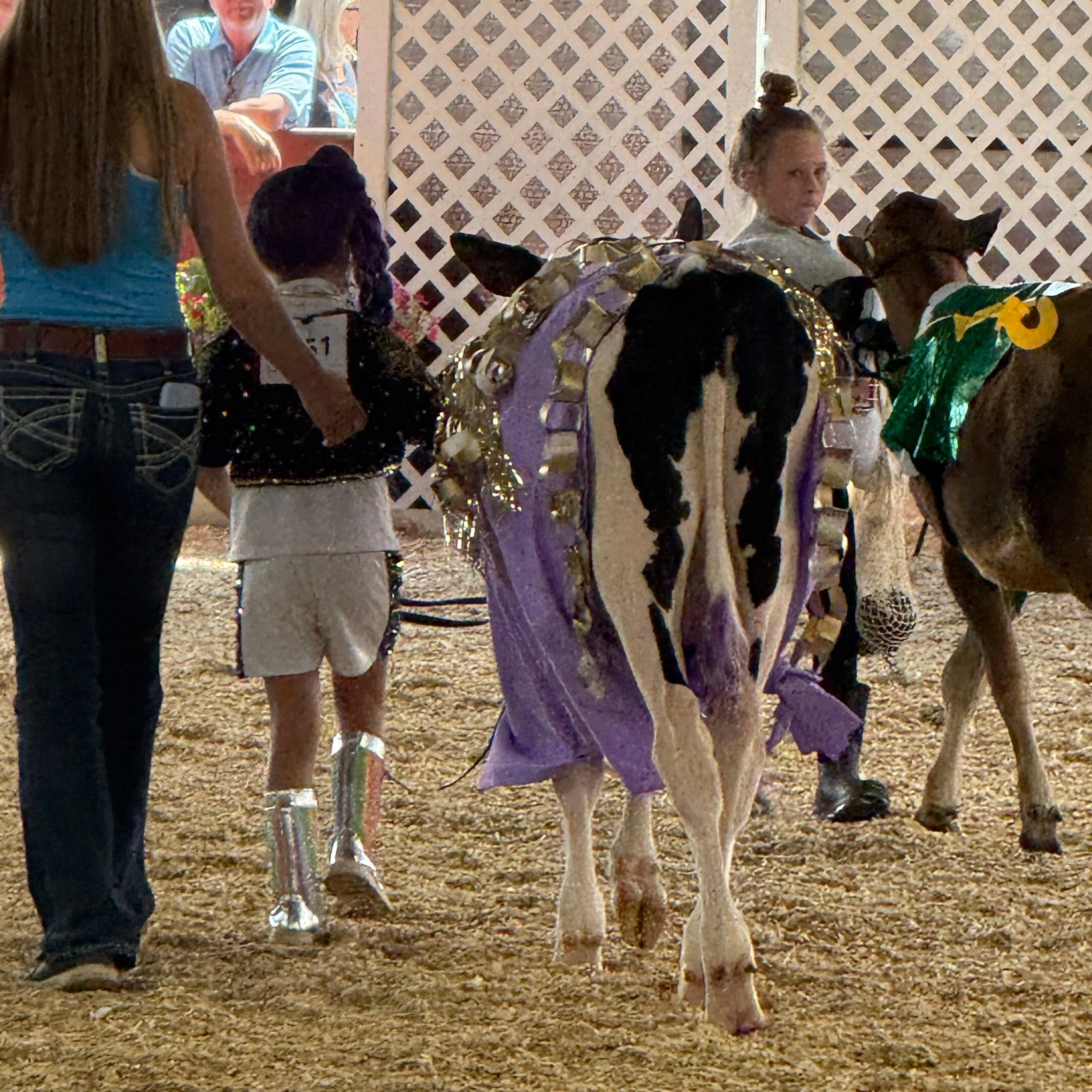 Another Blue ribbon for the Costume contest at the #dutchesscountyfair. 
(I have to be careful or it will be my schtick: dressing up animals!)
Winner: Five year old Adeline and her calf Daisy Duck. She changed her mind only a week ago from being a pr