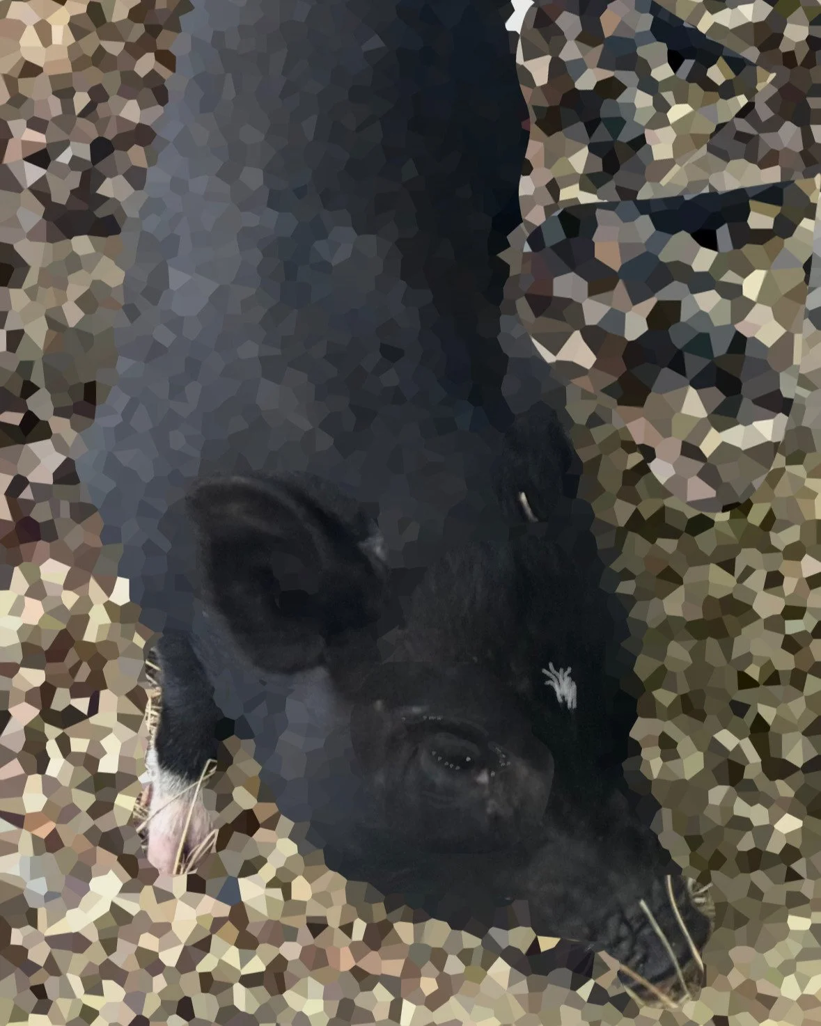 In Memory of Penny🐷
Today, in South Florida, a legend quietly slipped away in her sleep.
She came to the Grossi Odyssey Farm as a tiny piglet&mdash;the only female in a litter of pure pot-belly mini pigs. Born near the Caloosahatchee River on the ou
