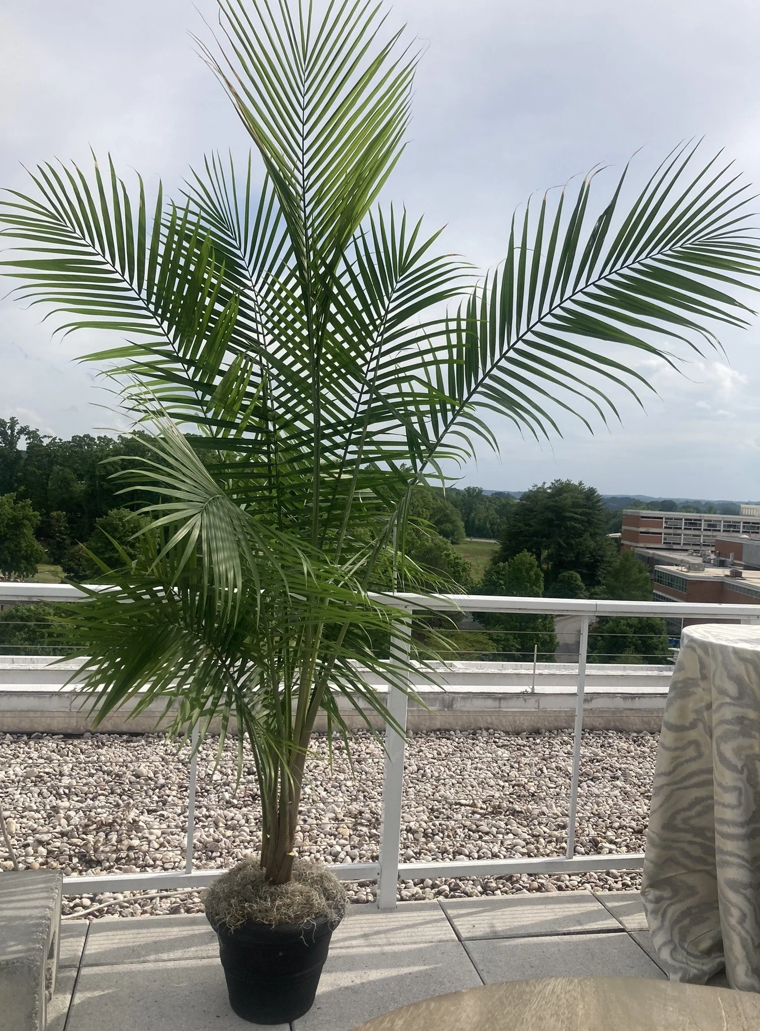 Watt Family Innovation Center Rooftop - Clemson University