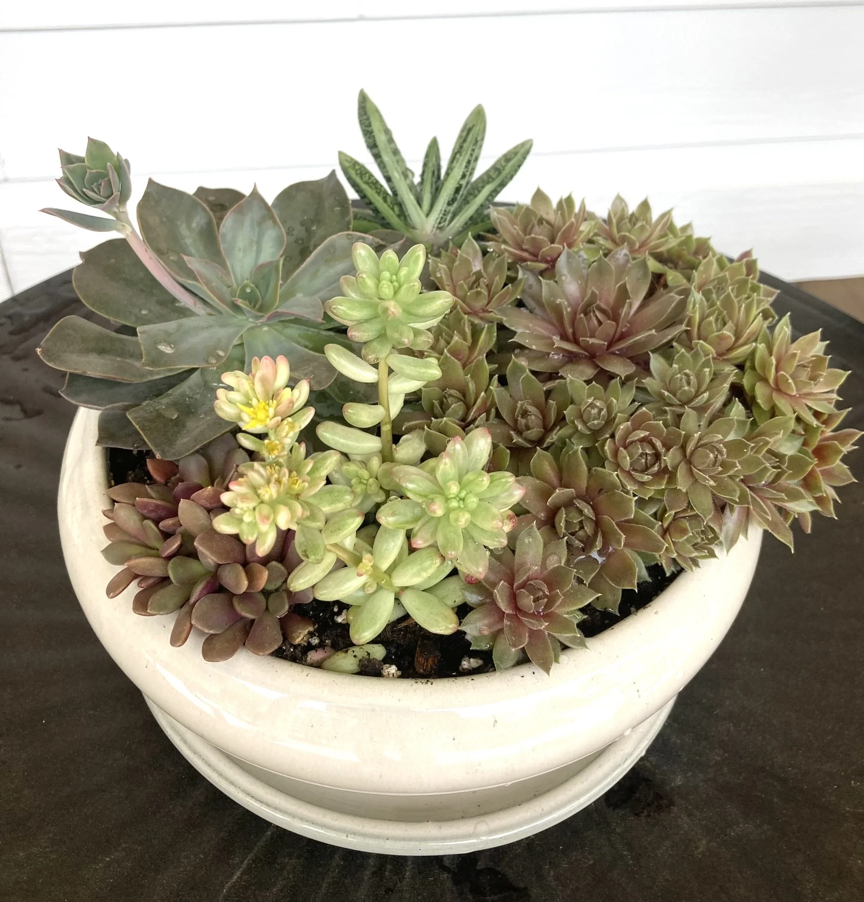 Residential Plantscape