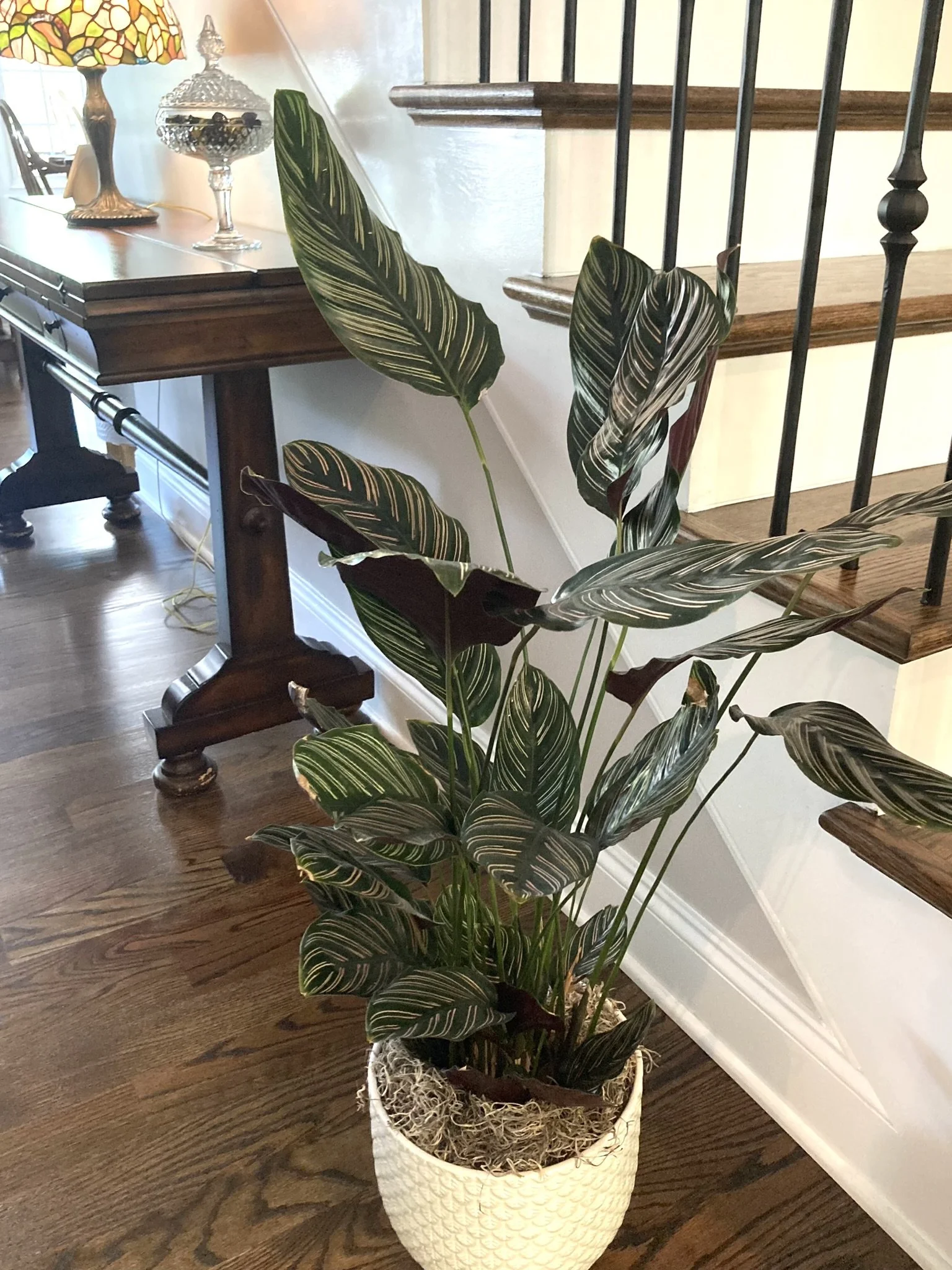 Residential Plantscape