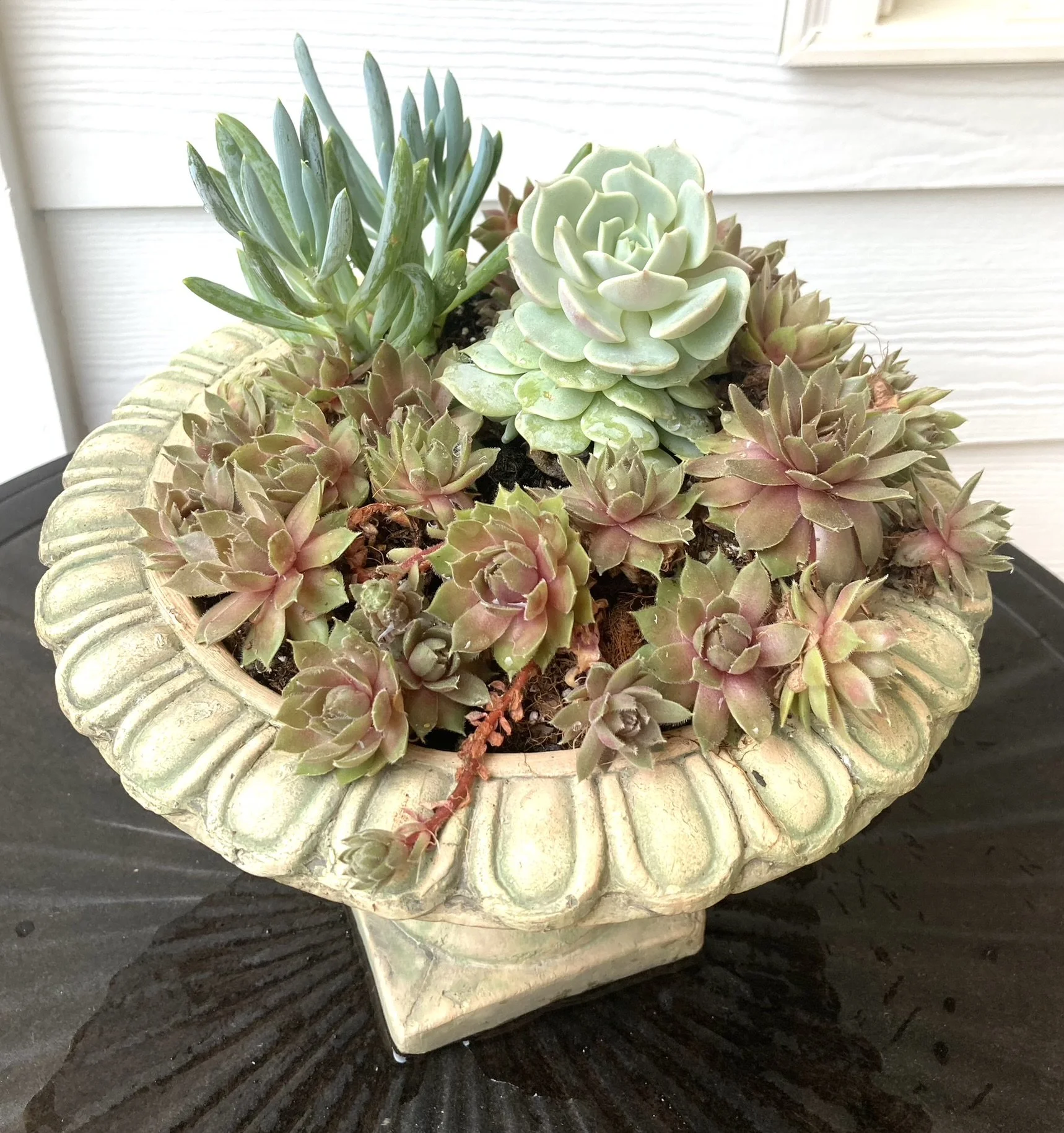 Residential Plantscape