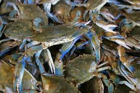 blue crabs.jpg