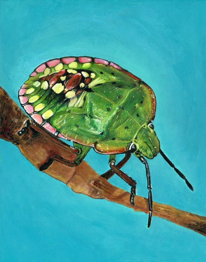 Stink bug