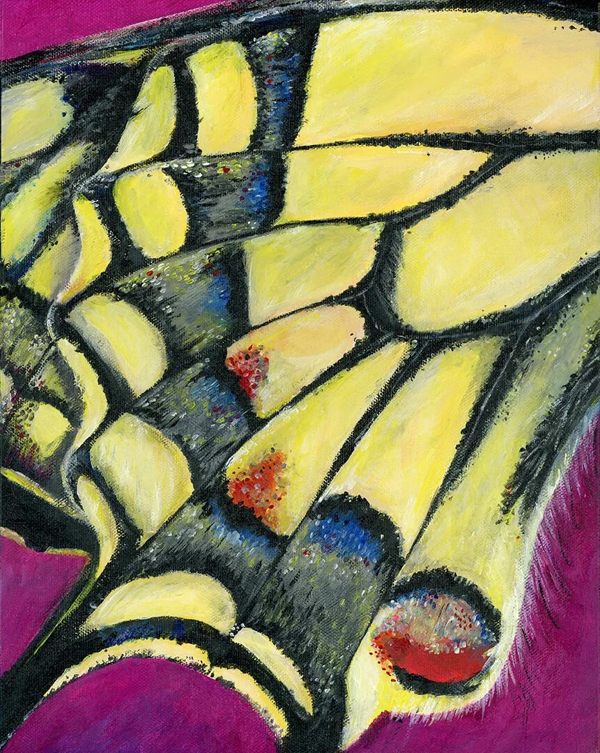 Butterfly wing close up