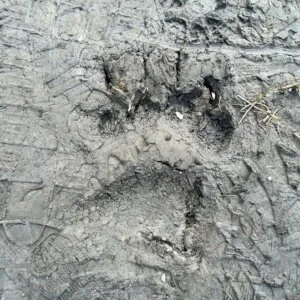 One Girl, One Grizzly