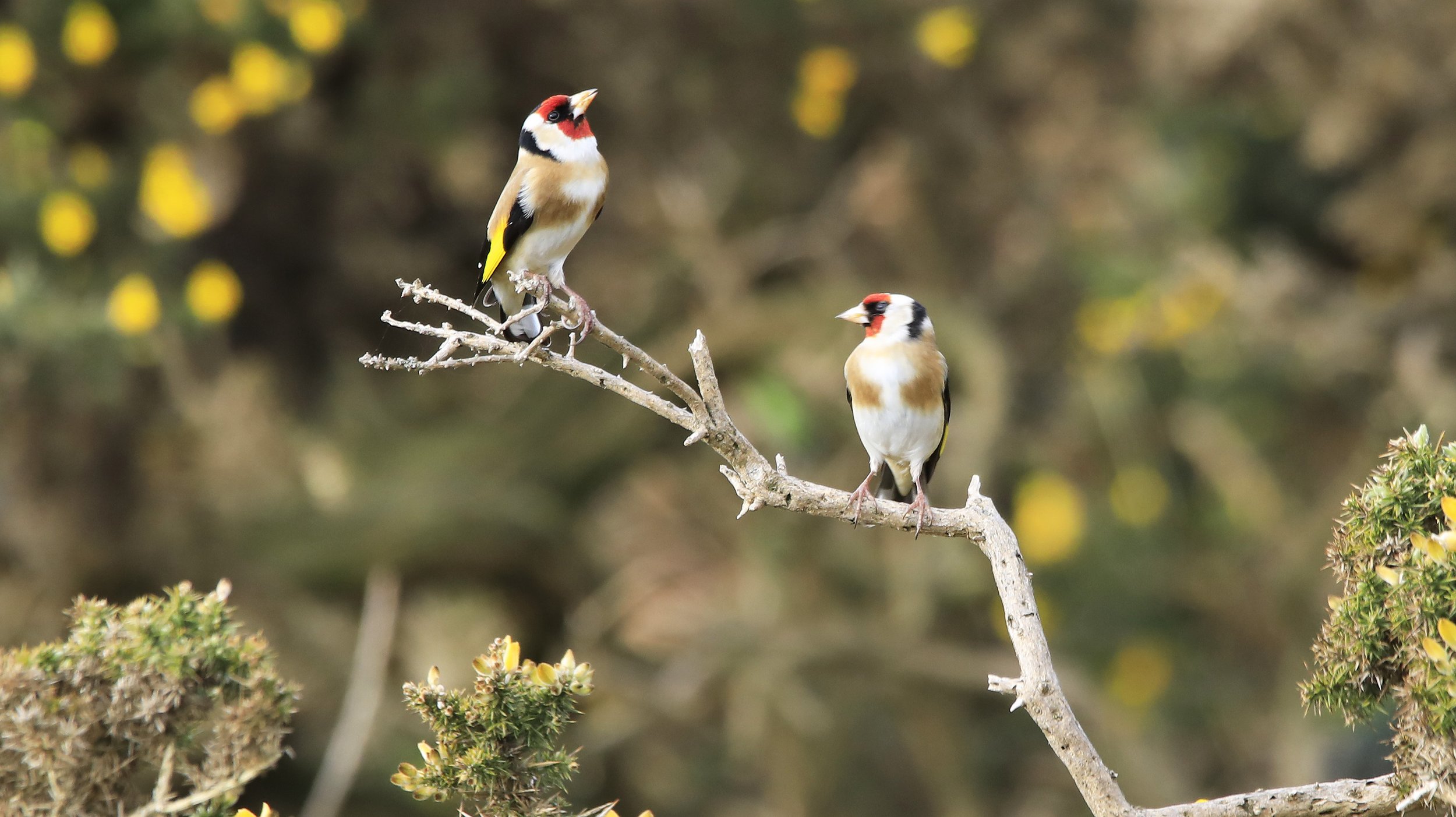 6 Day Adventure Tour of Ireland - Hikes, Wildlife, History - Goldfinches - Dingle peninsula - Co Kerry