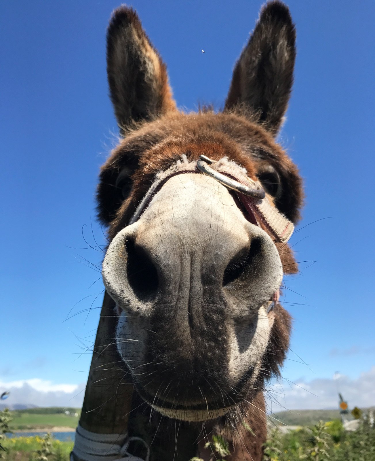 6 Day Adventure Tour of Ireland - Hikes, Wildlife, History - Donkey- Connemara - Co Galway