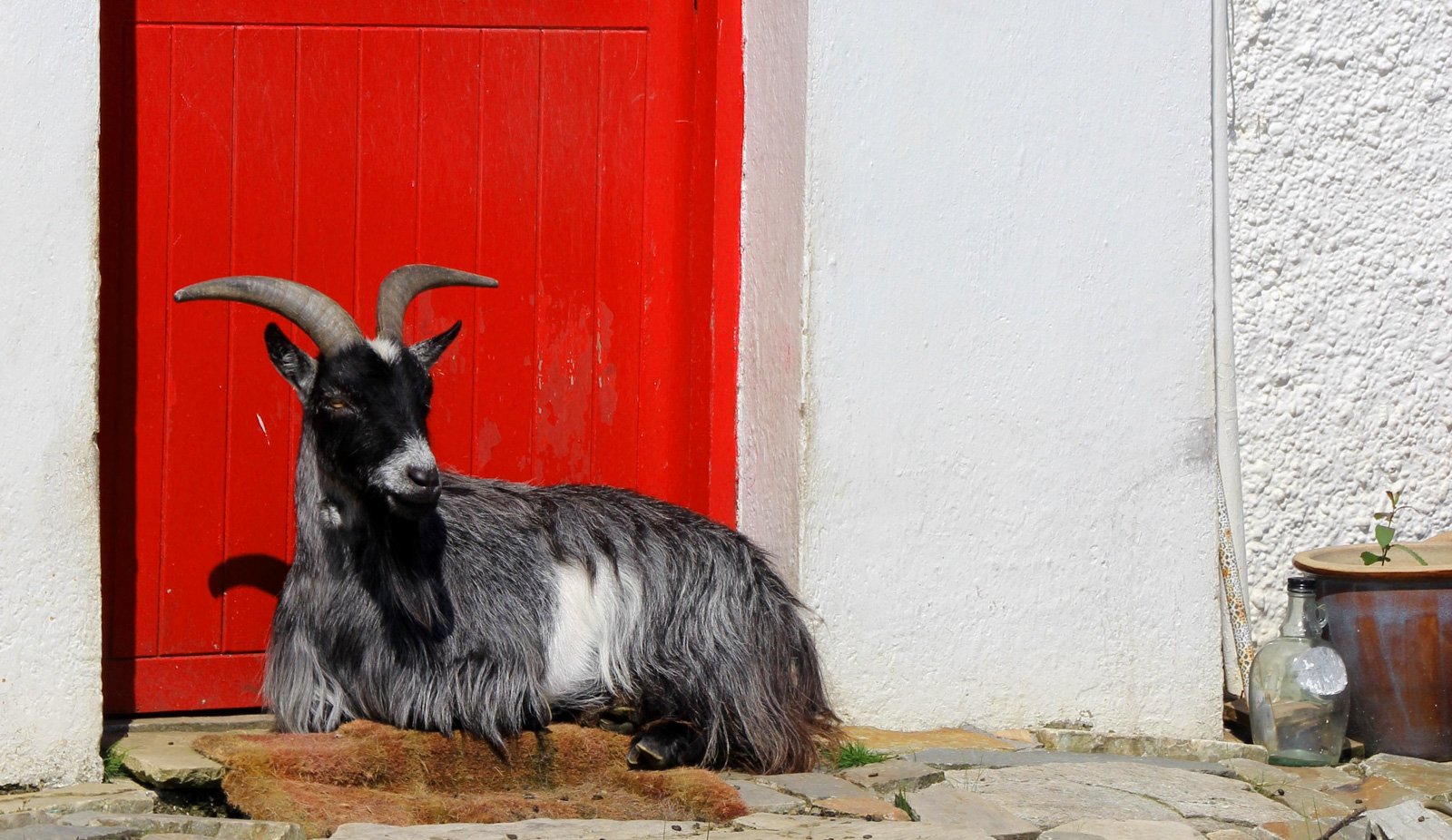 6 Day Adventure Tour of Ireland - Hikes, Wildlife, History - Goat- near Assaranca Waterfall - Co Donegal
