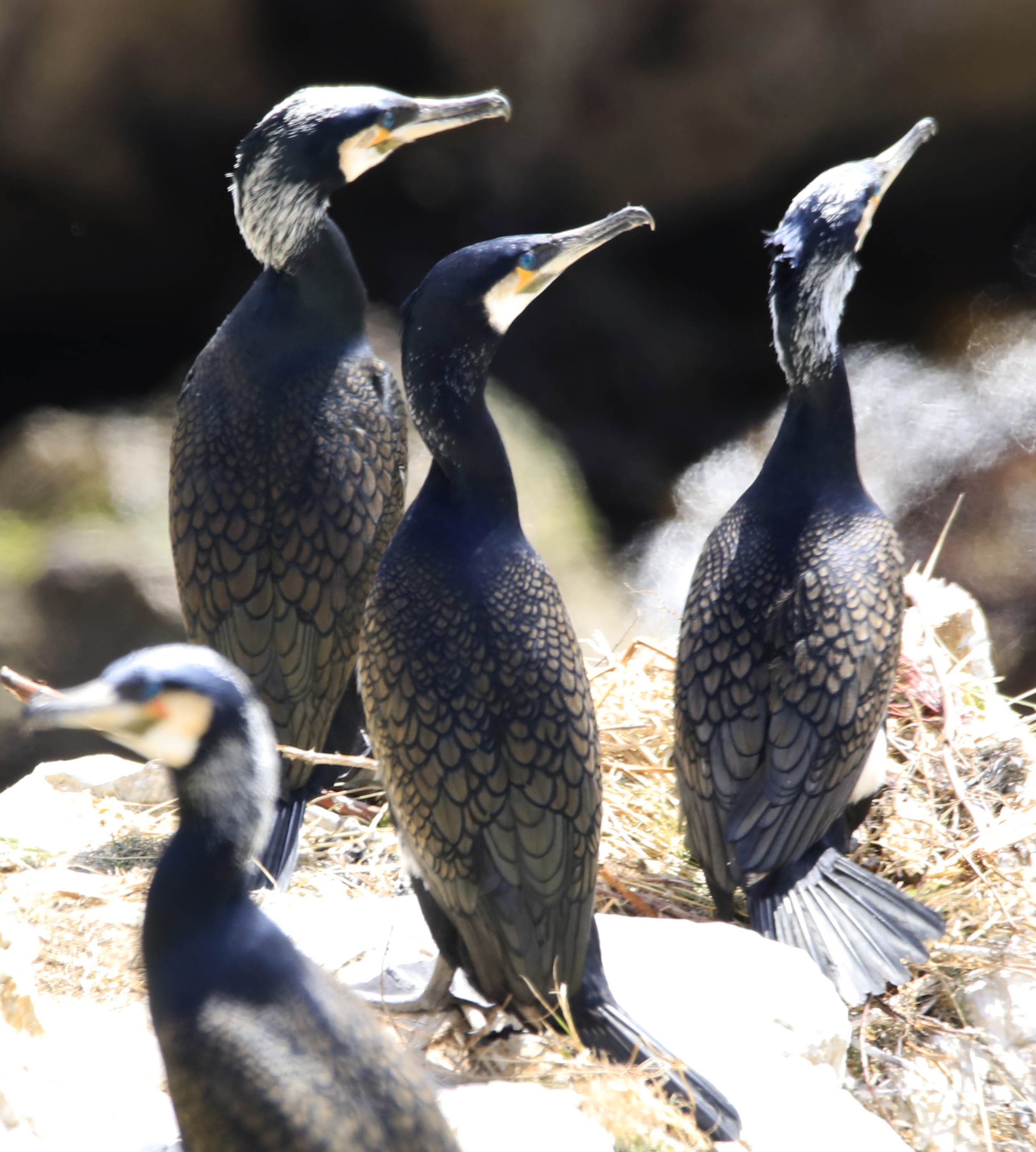 6 Day Adventure Tour of Ireland - Hikes, Wildlife, History - Cormorants - Doolin Co Clare