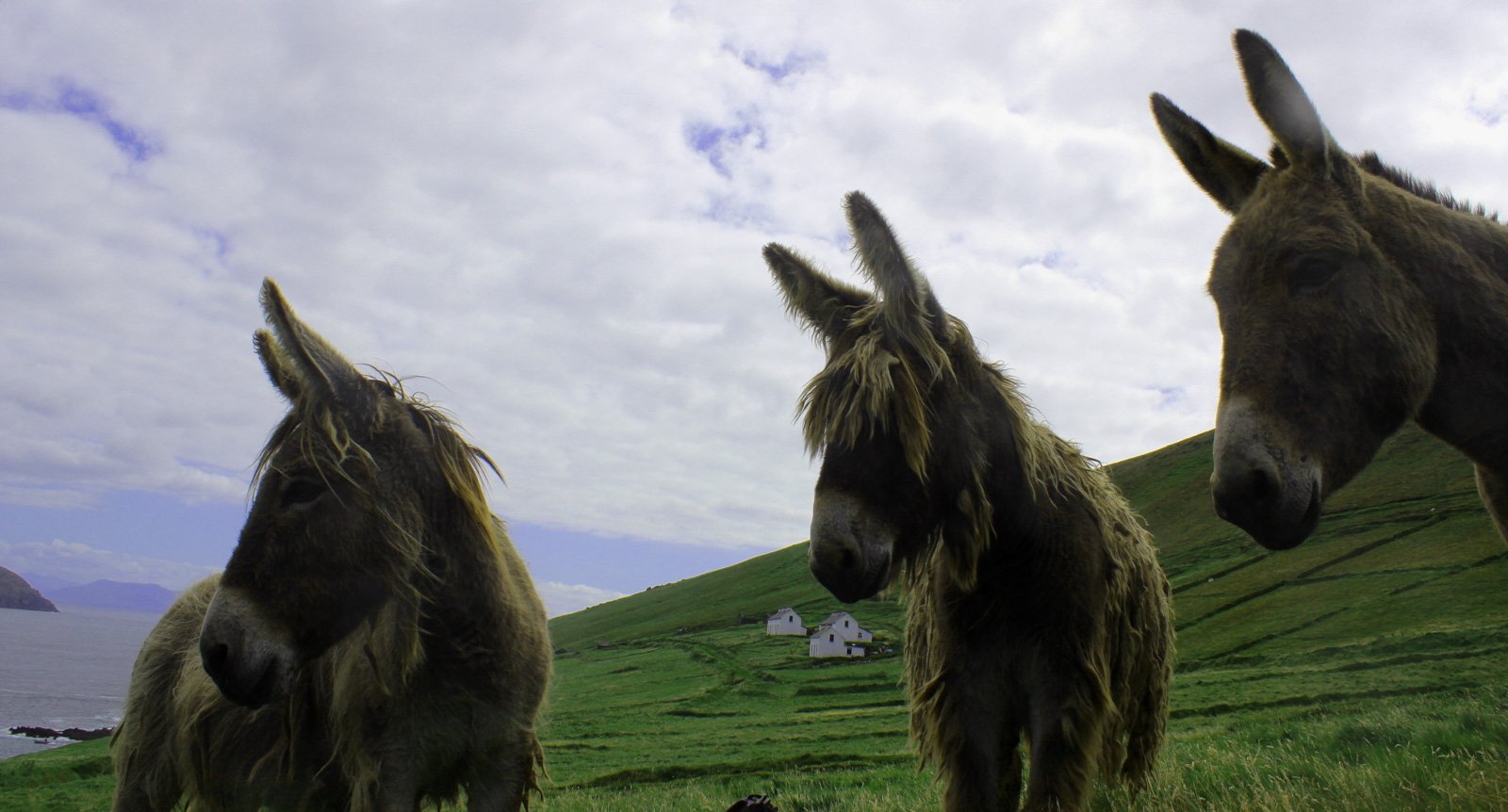 6 Day Adventure Tour of Ireland - Hikes, Wildlife, History - Donkeys - Blasket Islands Co Kerry