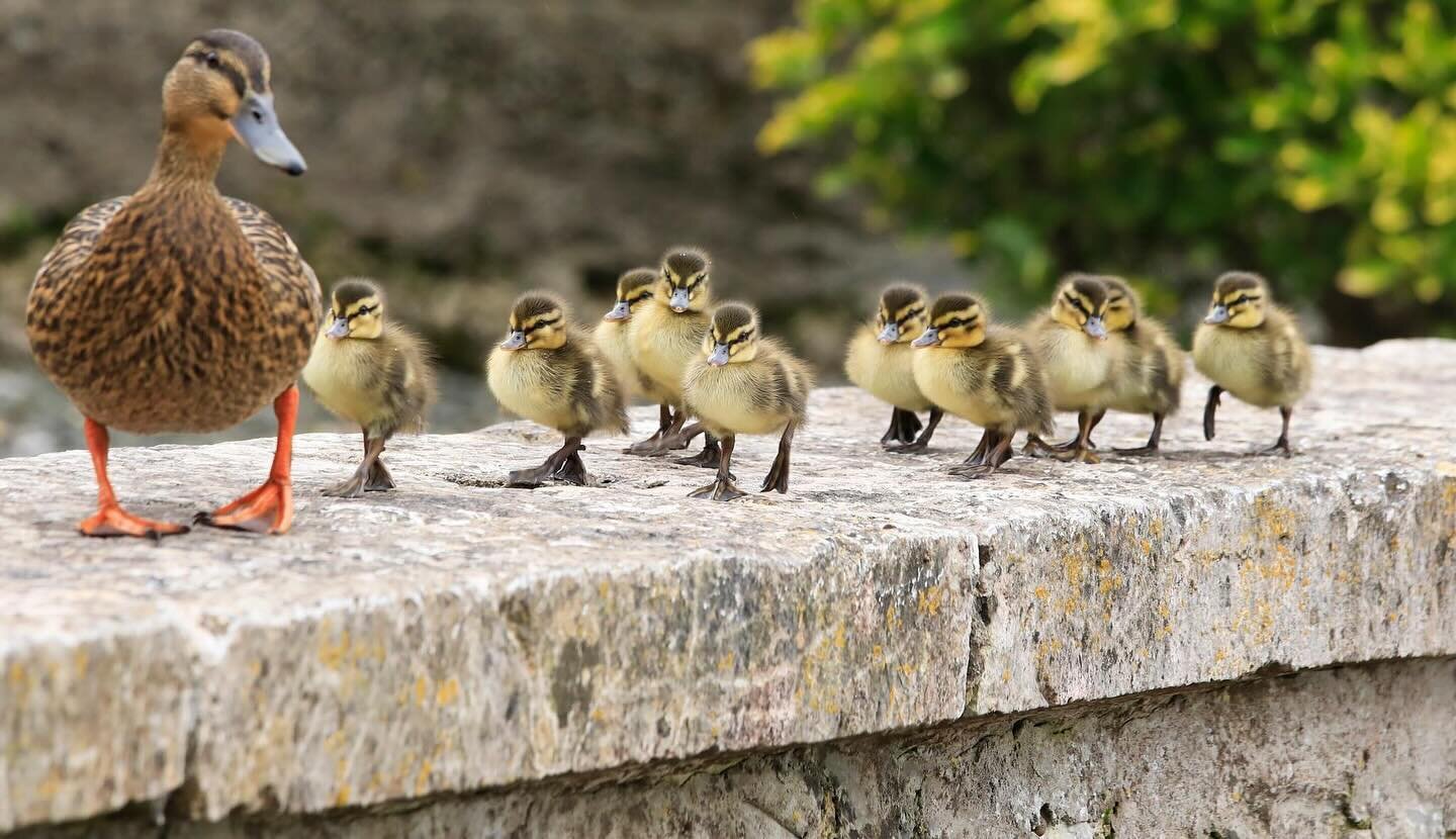 All her ducks in a row. A busy mama in Cahir Co Tipperary. 6 Day Southwest Adventure Tour of Ireland. #ducksofinstagram #ducklings #tipperary #cahircastle #riversuir #ireland🍀 #adventure #smallgrouptours #smallgrouptours #familyvacation