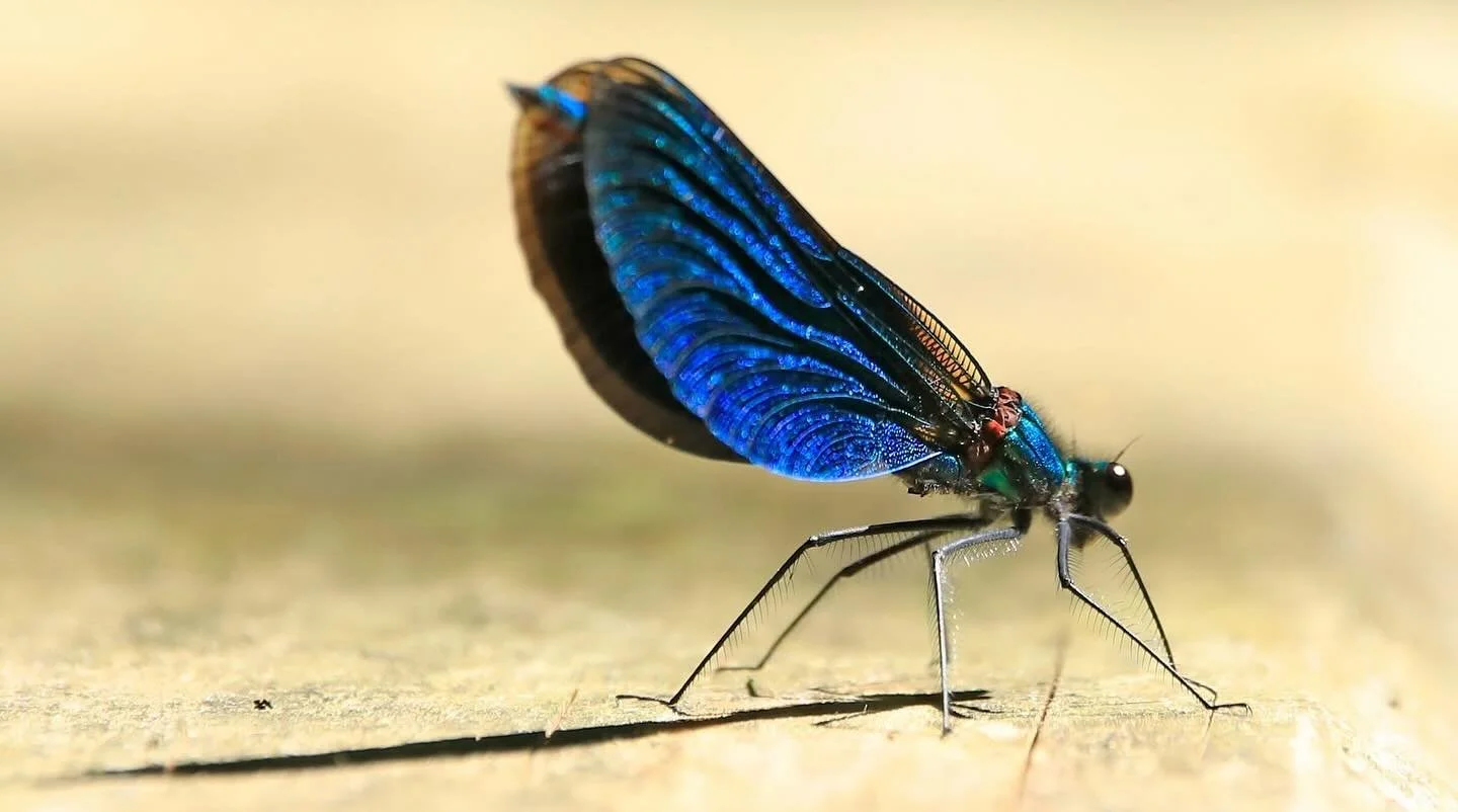 Beautiful demoiselle damselfly, Killarney National Park Co. Kerry. 6 Day Southwest Adventure Tour of Ireland. #ireland #damselfly #insectsofinstagram🐛🐝🐞🐜 #killarneynationalpark #irishwildlife #smallgroupvacations #smallgrouptravel #demoiselles