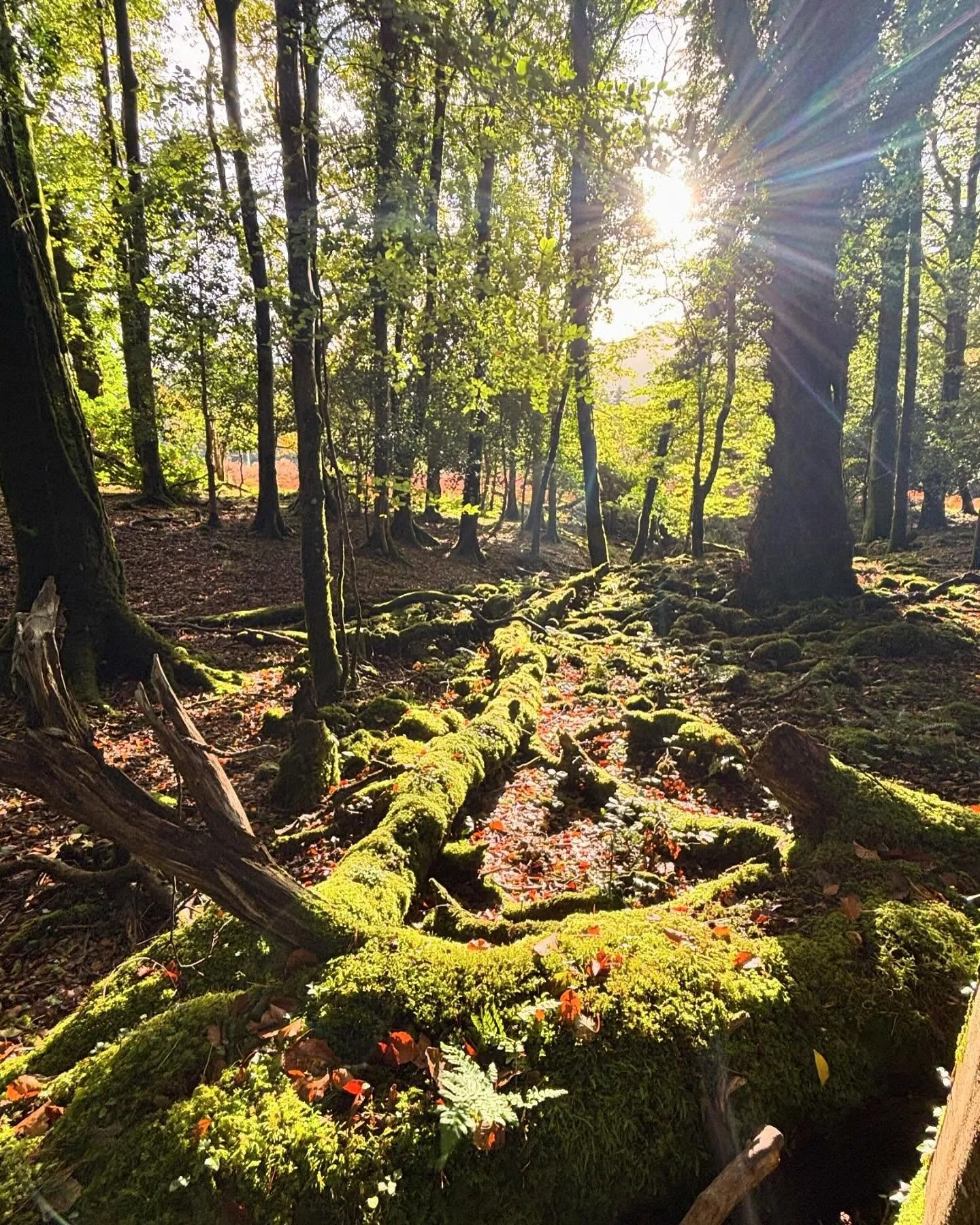 Autumn in Killarney. #ireland #adventure #trees #autumn #killarneynationalpark #muckross #smallgrouptravel #familyvacations #hiking #woodsofinstagram #moss  6 Day Southwest adventure tour of Ireland.