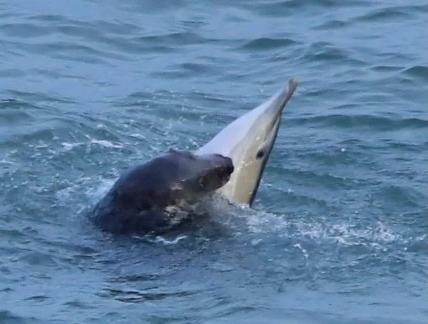Grey seal attack on common dolphin, Howth, Dublin, Ireland Jan 9th 2026. #irishwildlife #irishwhaleanddolphingroup #sealsofinstagram #commondolphin #dublinbaybiosphere #attack #wildlifetours #wildlifetravel #hug #embrace #ambush #rightplacerighttime 