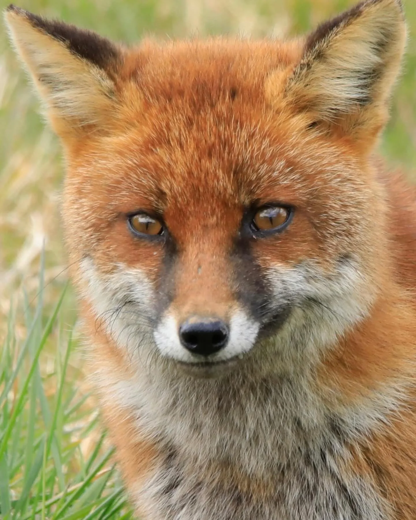 Fantastic Mrs Fox. Red fox, The Burren Co Clare. 6 Day West Adventure Tour of Ireland. #ireland #adventure #irishwildlife #foxy #foxesofinstagram #redfox #vixen #wildlifetravel #smallgrouptravel #theburren #clare
