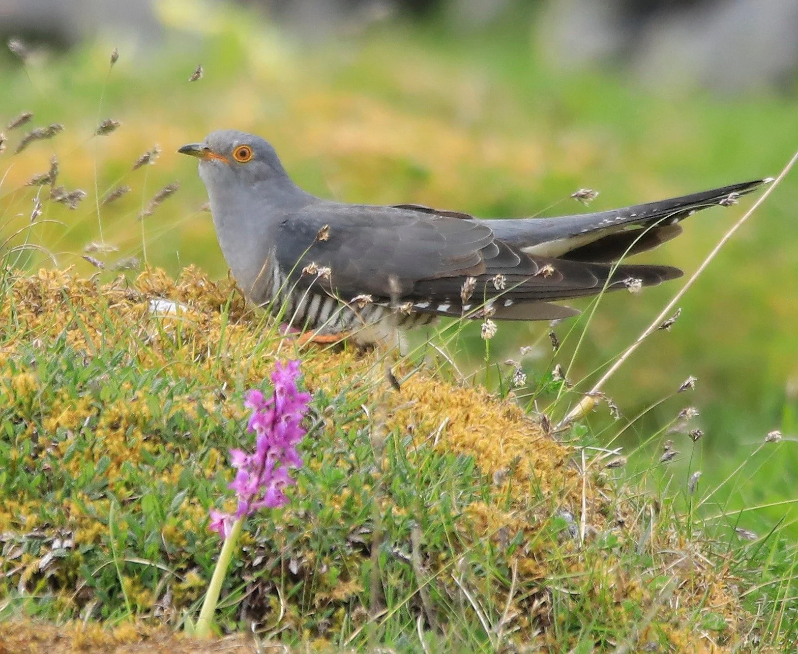 6 Day Adventure Tour of Ireland - Hikes, Wildlife, History  - Cuckoo - The Burren, Co Clare