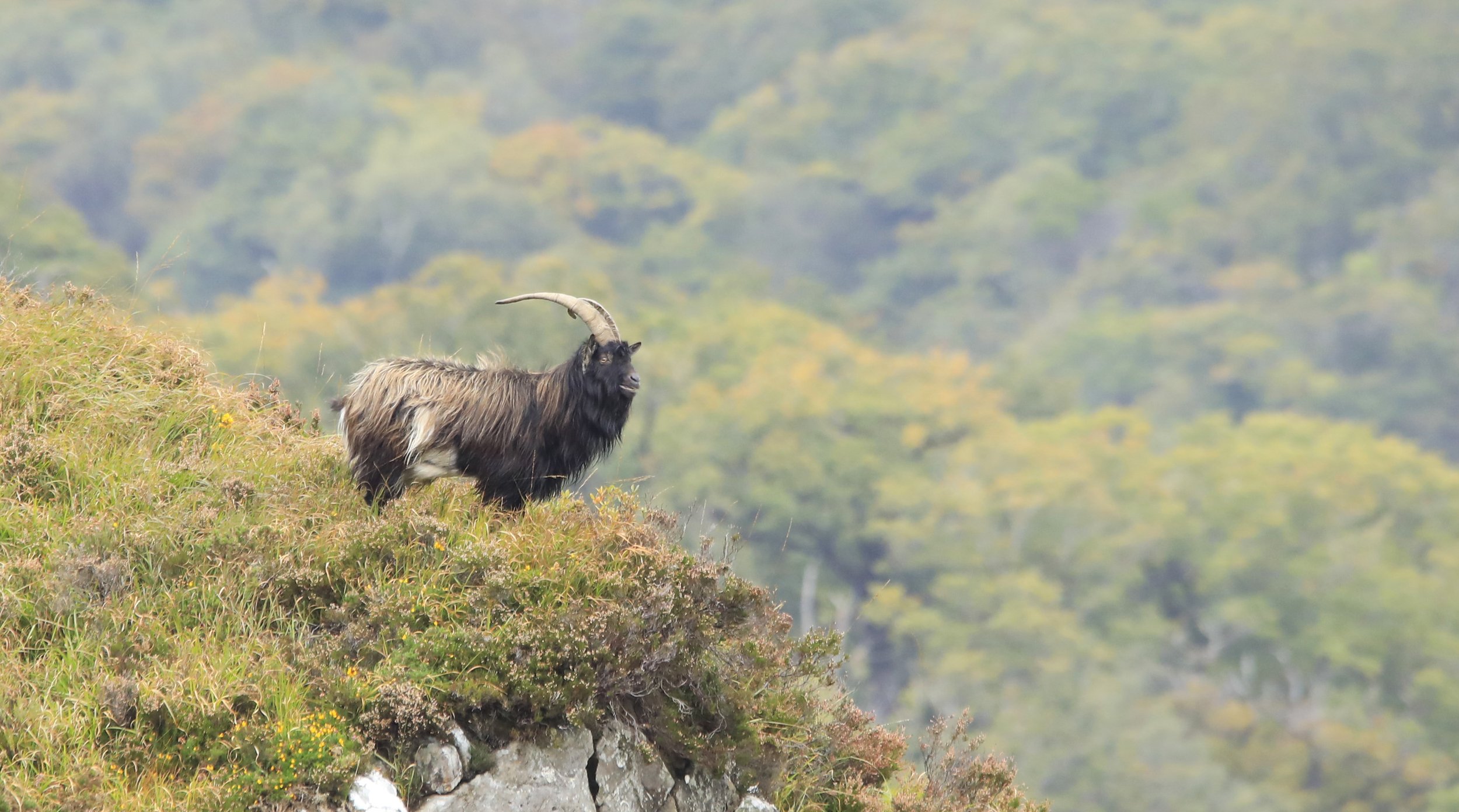 6 Day Adventure Tour of Ireland - Hikes, Wildlife, History - Wild Goat - Killarney National Park - Co Kerry