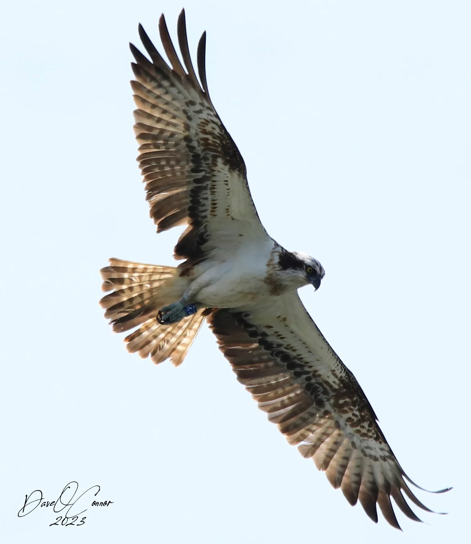 6 Day Adventure Tour of Ireland - Hikes, Wildlife, History  - Osprey -  Beara peninsula 
