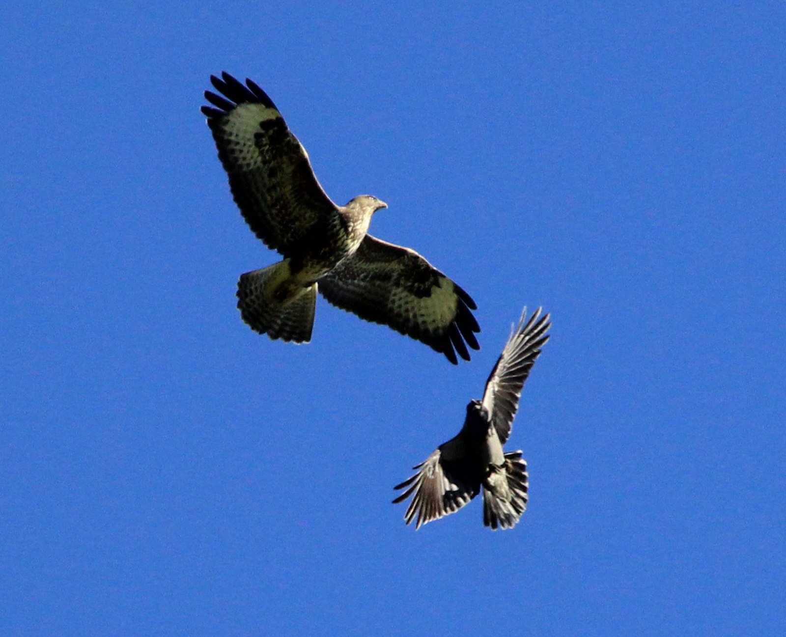 6 Day Adventure Tour of Ireland - Hikes, Wildlife, History - Common buzzard and hooded crow - Giants Causeway - Co Antrim