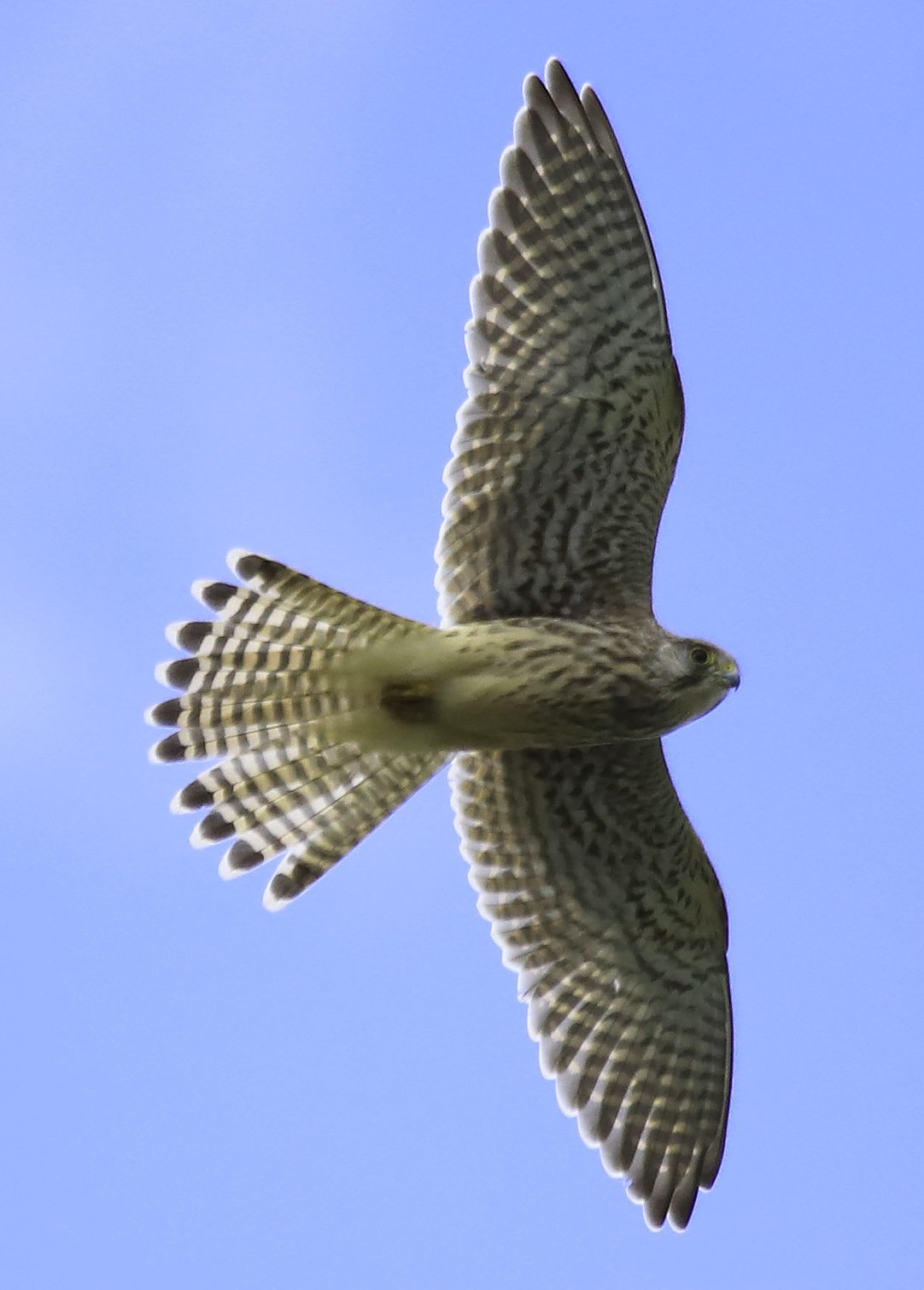 6 Day Adventure Tour of Ireland - Hikes, Wildlife, History - Eurasian Kestrel - The Burren - Co Clare